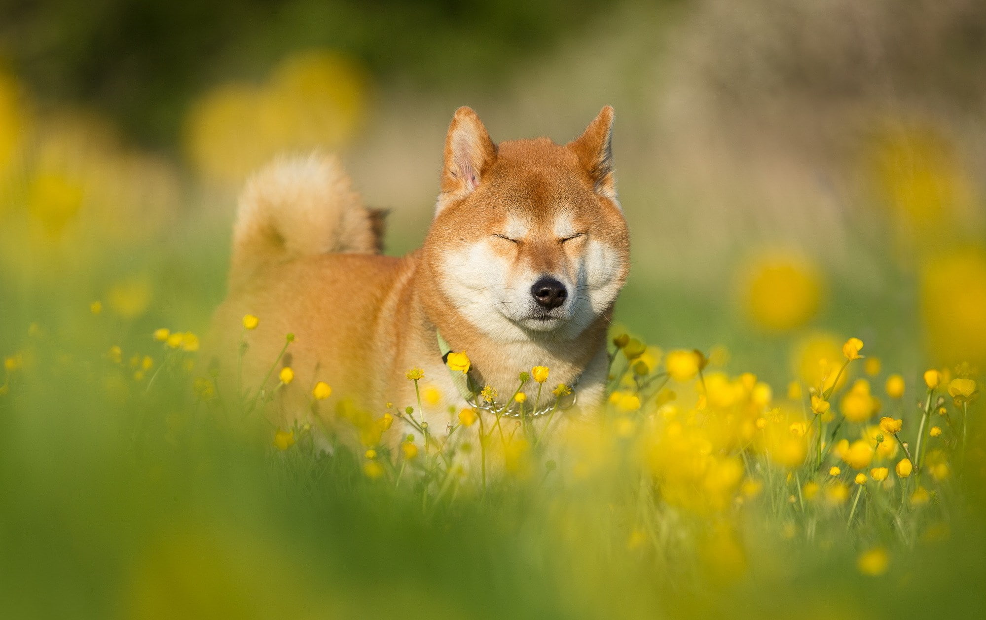 animal themes, dog, plant, no people, yellow, 1080P, outdoors, animal head, flowering plant, animals in the wild, field, animal, mammal, grass, shiba inu, HD Wallpaper