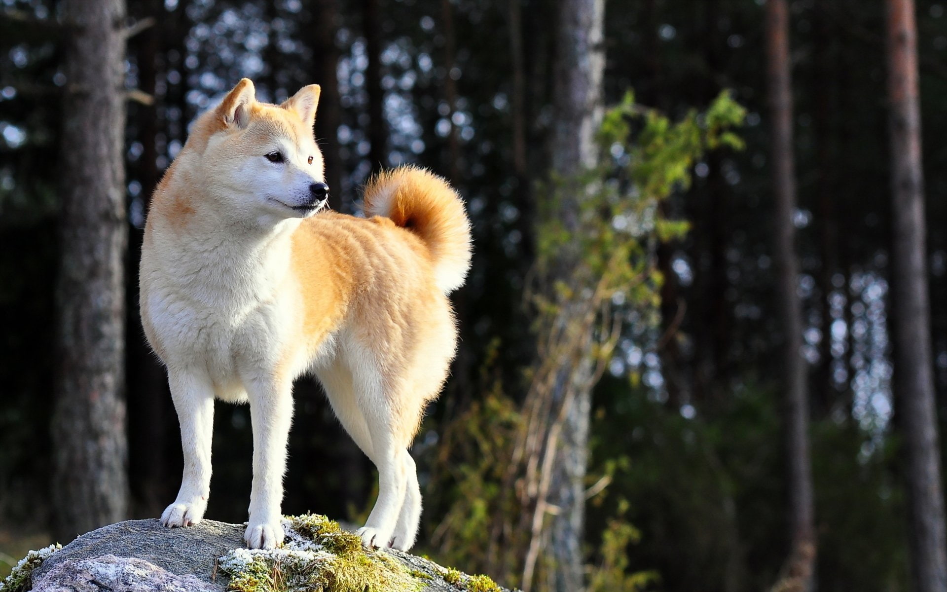 1080P, Dogs, Shiba Inu, HD Wallpaper