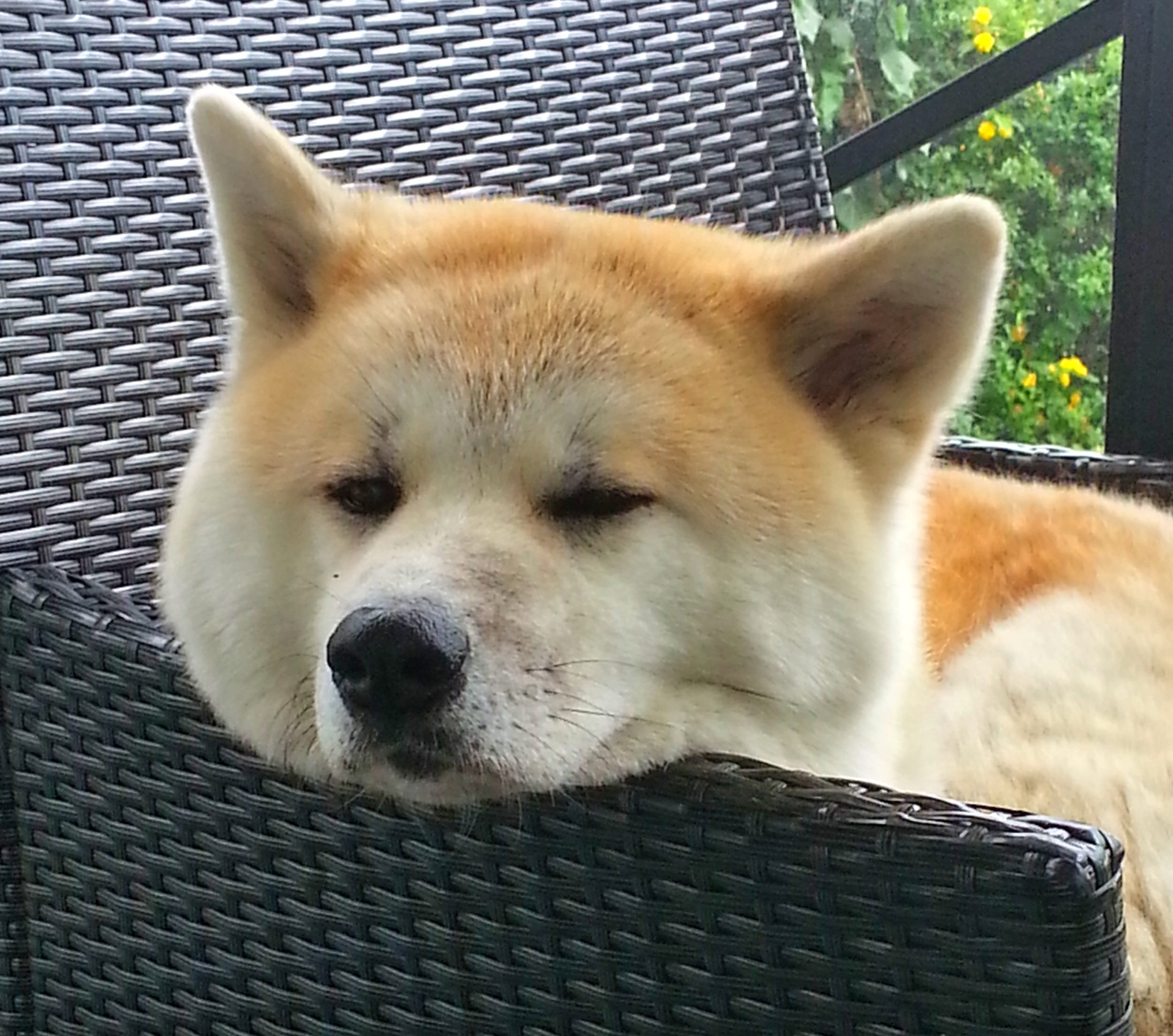 resting, prick ears, 1080P, dog breed, tan, ringed, japan, animal head, light brown, animal themes, seat, animal, soft, fur, spotted tail, napping, eyes closed, HD Wallpaper