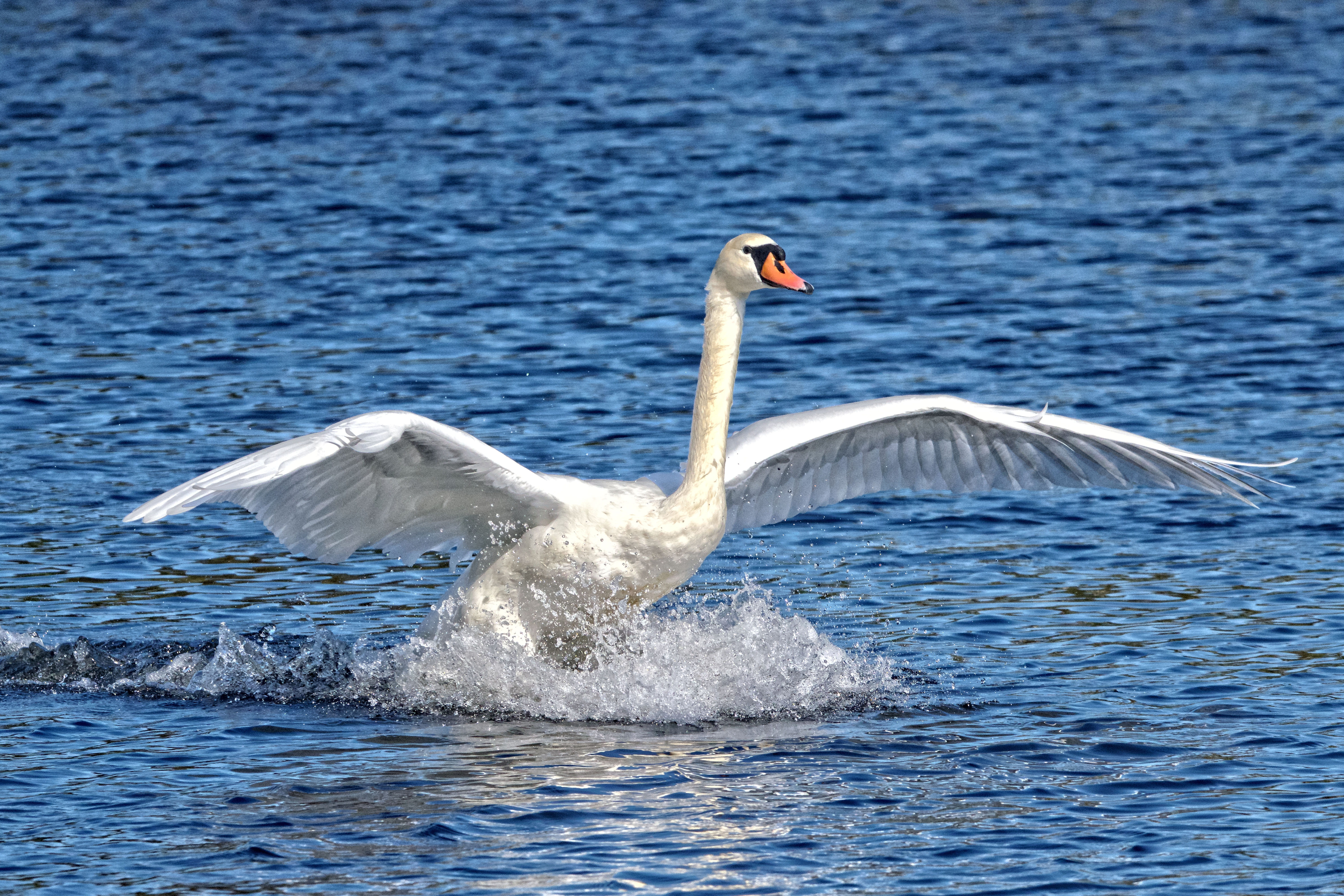 swan, 5K, vertebrate, bird, water bird, beauty in nature, day, flapping, water, one animal, no people, animals in the wild, splash, lake, animal wildlife, HD Wallpaper