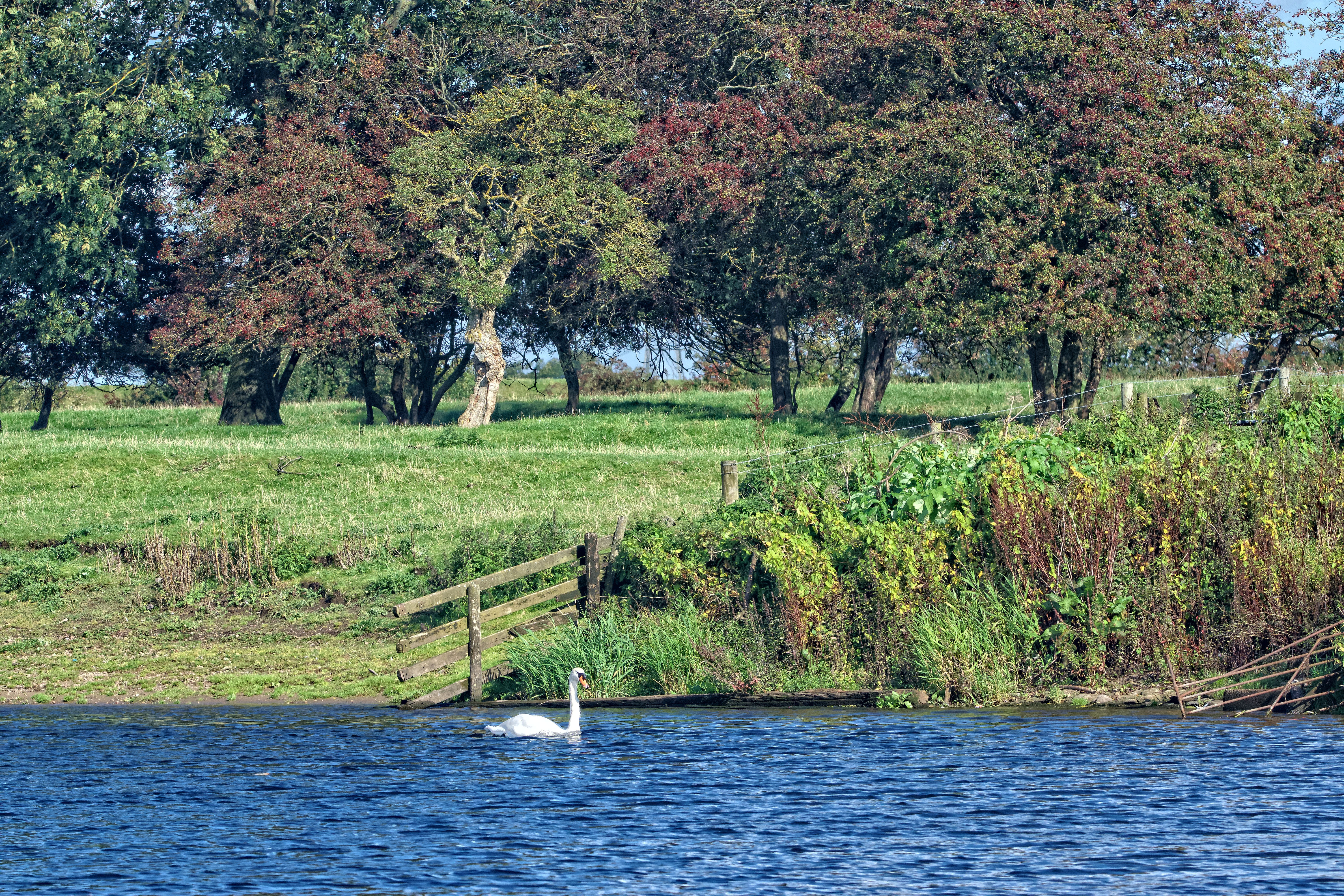 nature, united kingdom, swan, land, outdoors, tranquil scene, trees, beauty in nature, tree, 5K, tranquility, river, lake, landscape, water, no people, HD Wallpaper