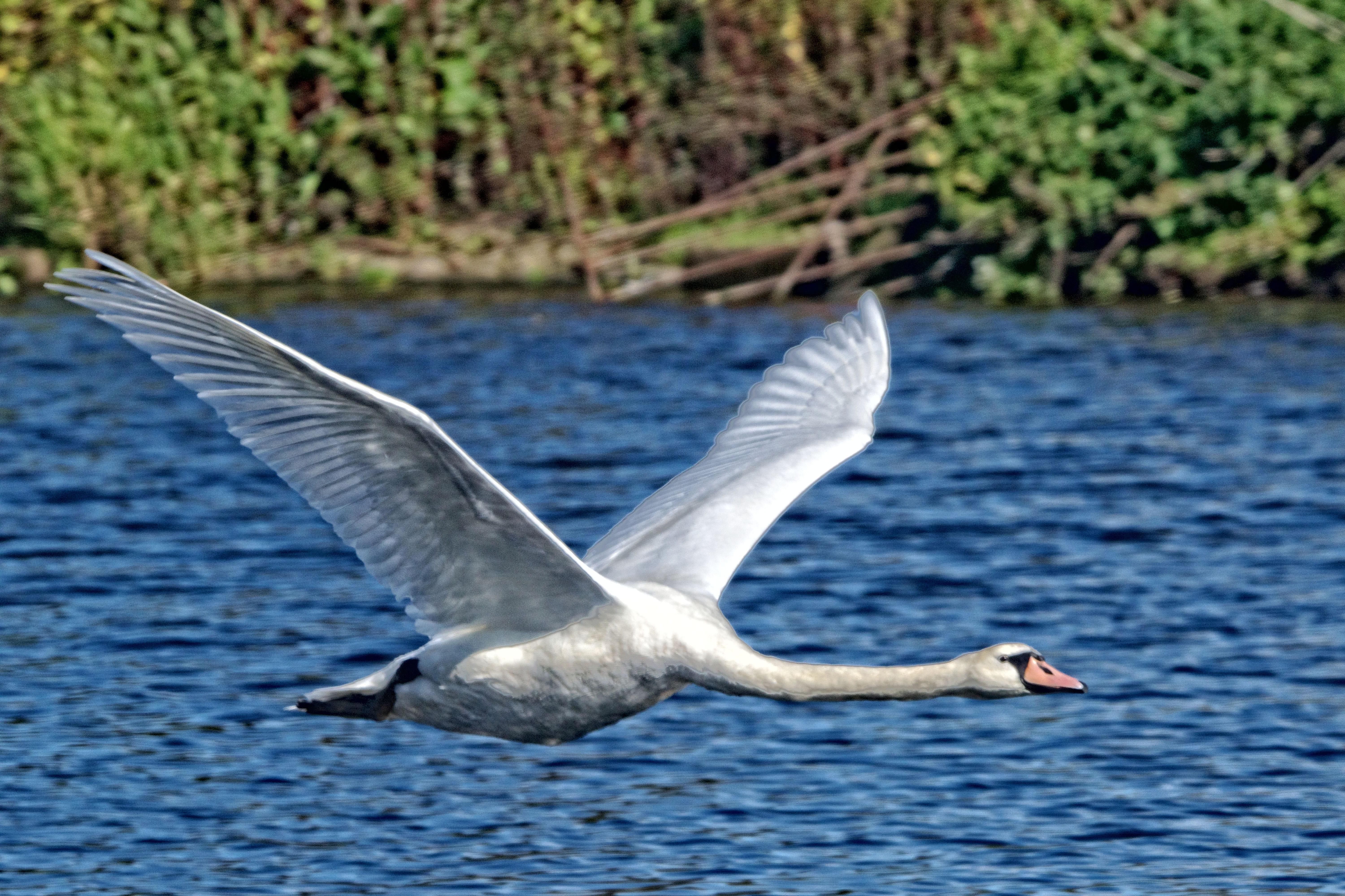 one animal, focus on foreground, no people, vertebrate, burton joyce, lake, 5K, animal themes, waterfront, seagull, water, animal, nature, flapping, water bird, HD Wallpaper