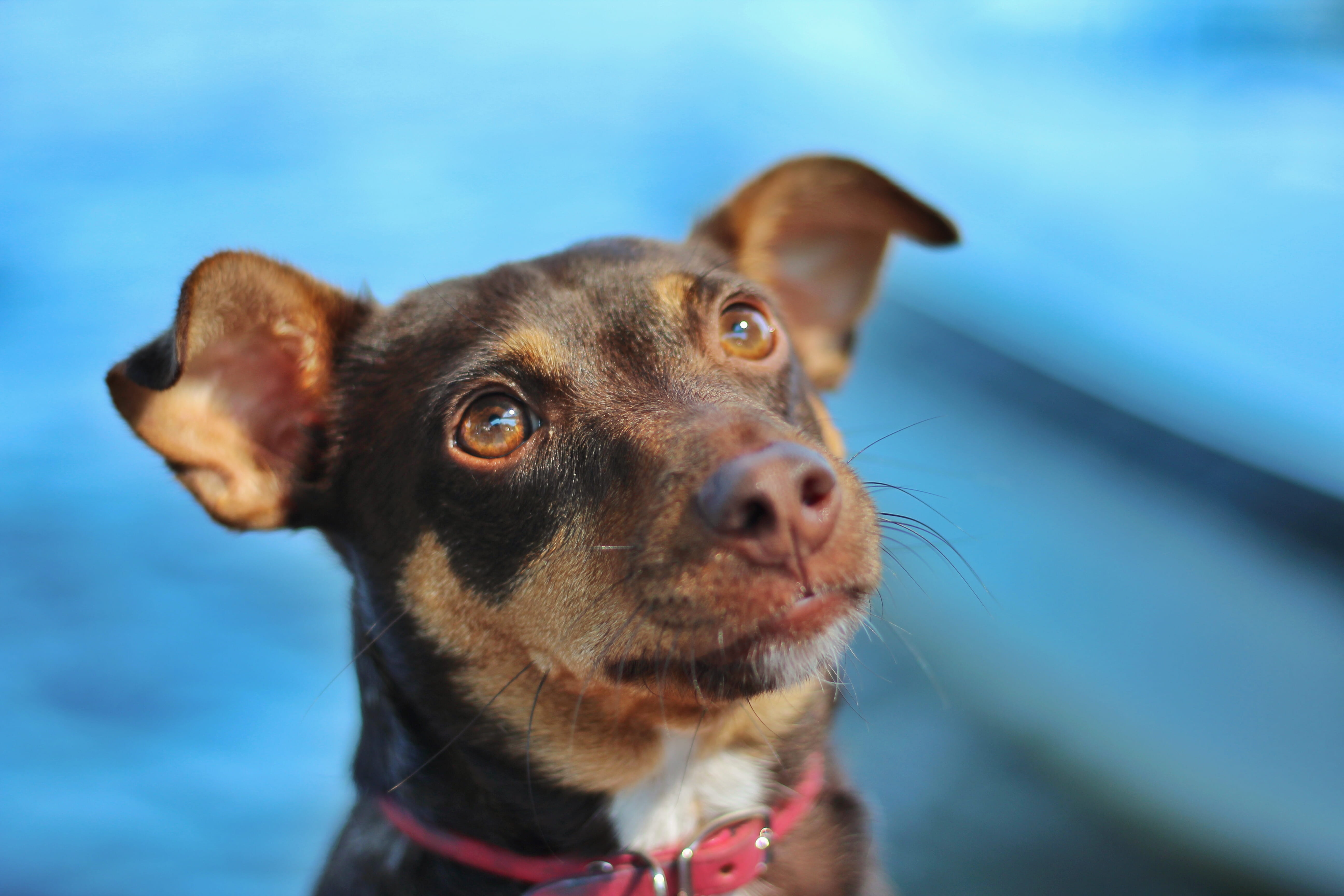 domestic animals, sadie, lake, looking, animal eye, puppy, eyes, animal themes, no people, blue, snout, collar, portrait, animal body part, 5K, animal head, HD Wallpaper