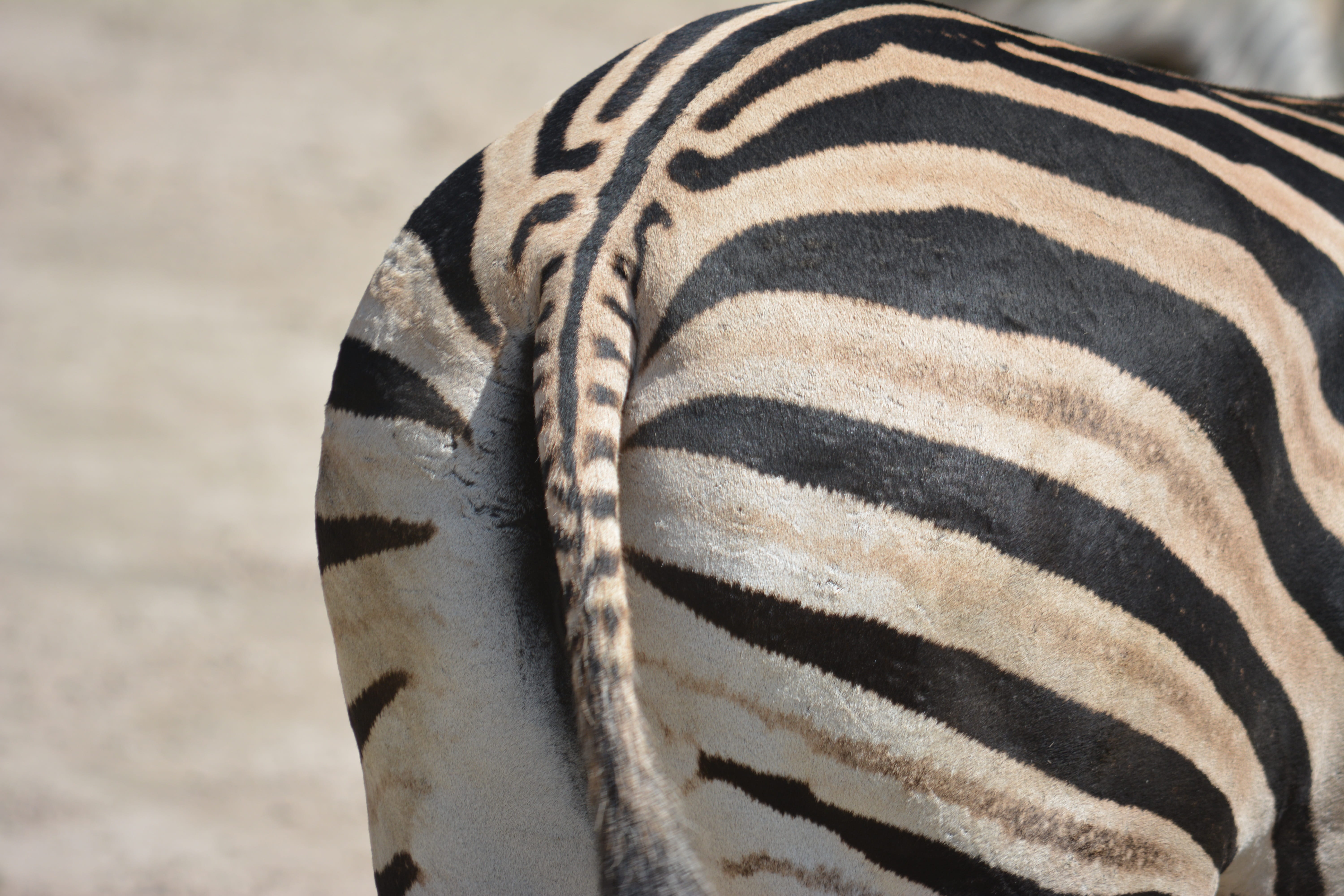 striped, herbivorous, horse, Animal, Zebra, animal head, close-up, wild animal, animals in the wild, animal themes, 5K, animal wildlife, mammal, one animal, HD Wallpaper