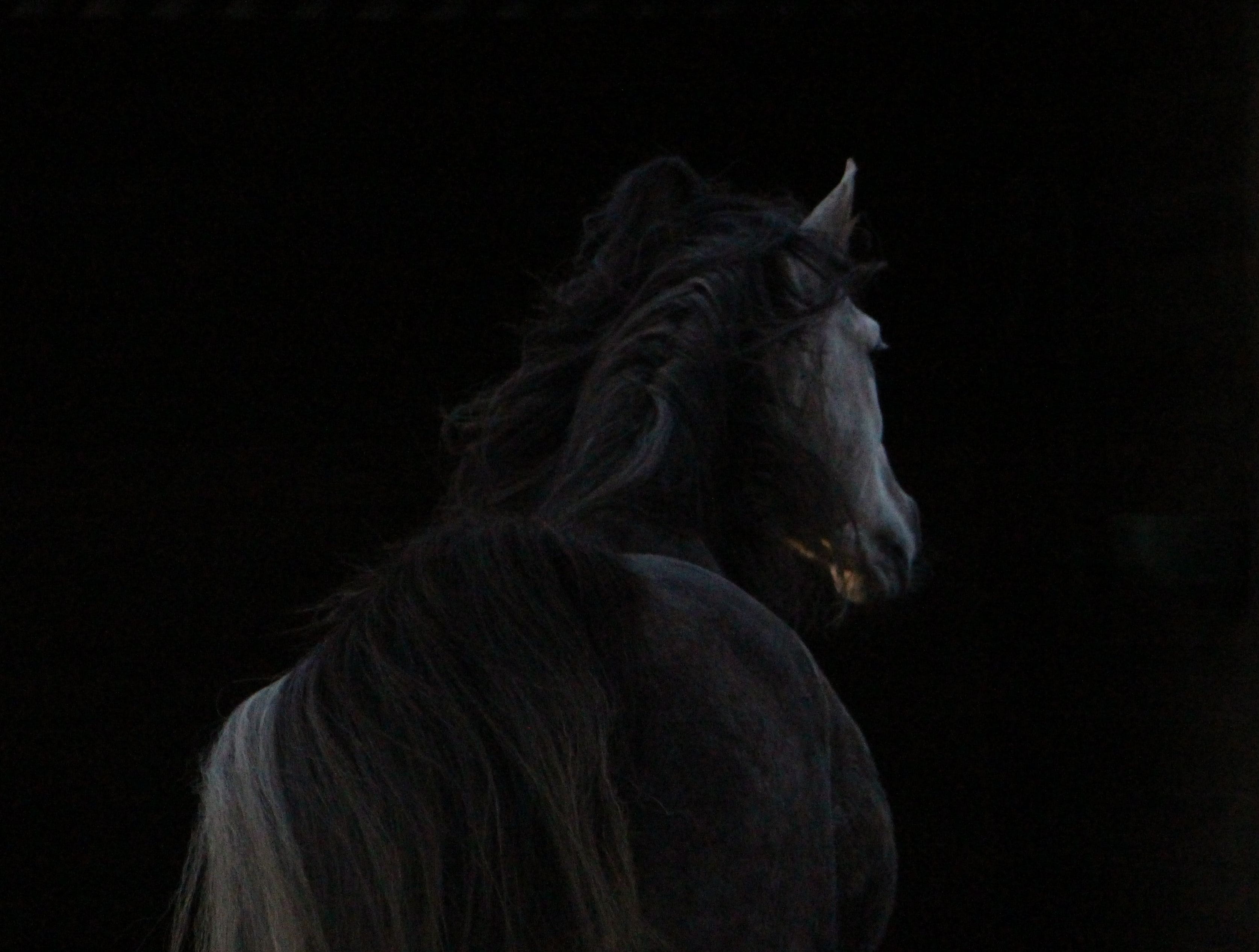 people, headshot, black Color, horse, women, mane, facing, rear view, 2K, long hair, real people, hairstyle, animal, dimlighted, stallion, area, indoors, HD Wallpaper