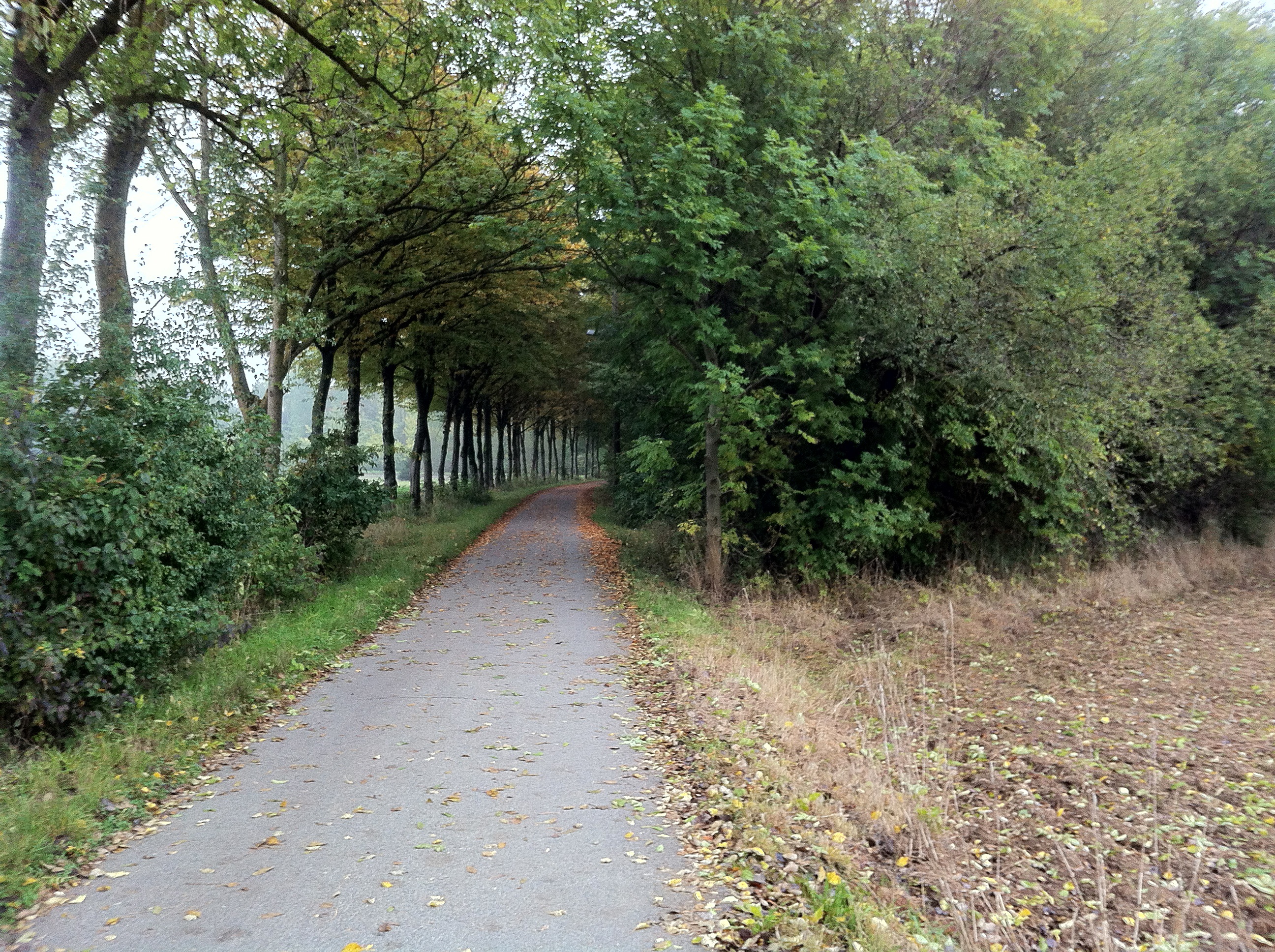 tranquility, asphalt, direction, mood, outdoors, growth, scenics - nature, fall foliage, sad, grass, the way forward, autumn, green, trace, go for a walk, HD Wallpaper