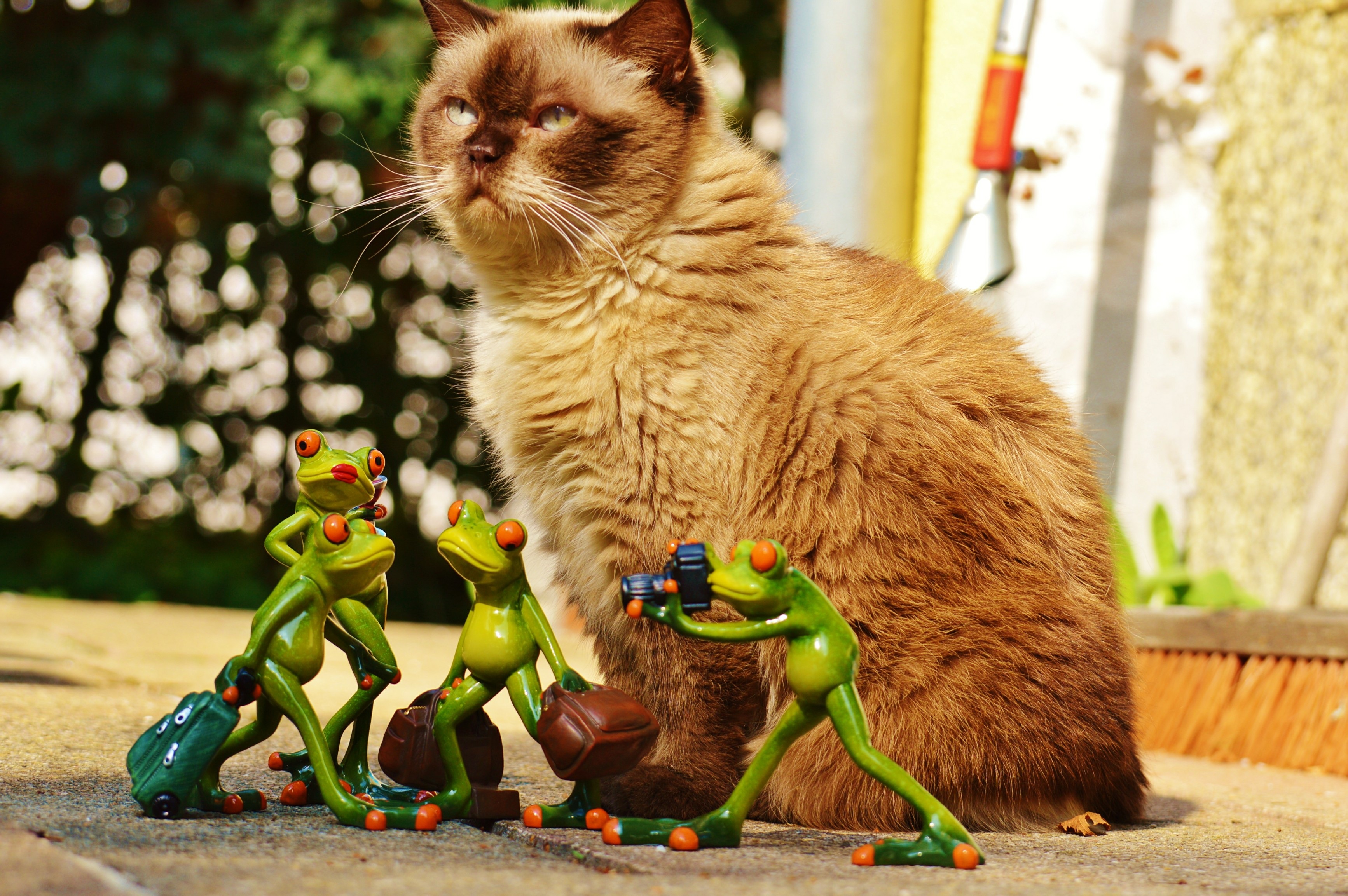 domestic, cat, one animal, luggage, frogs, representation, mammal, no people, domestic cat, domestic animals, frog, whisker, blue eye, british shorthair, HD Wallpaper
