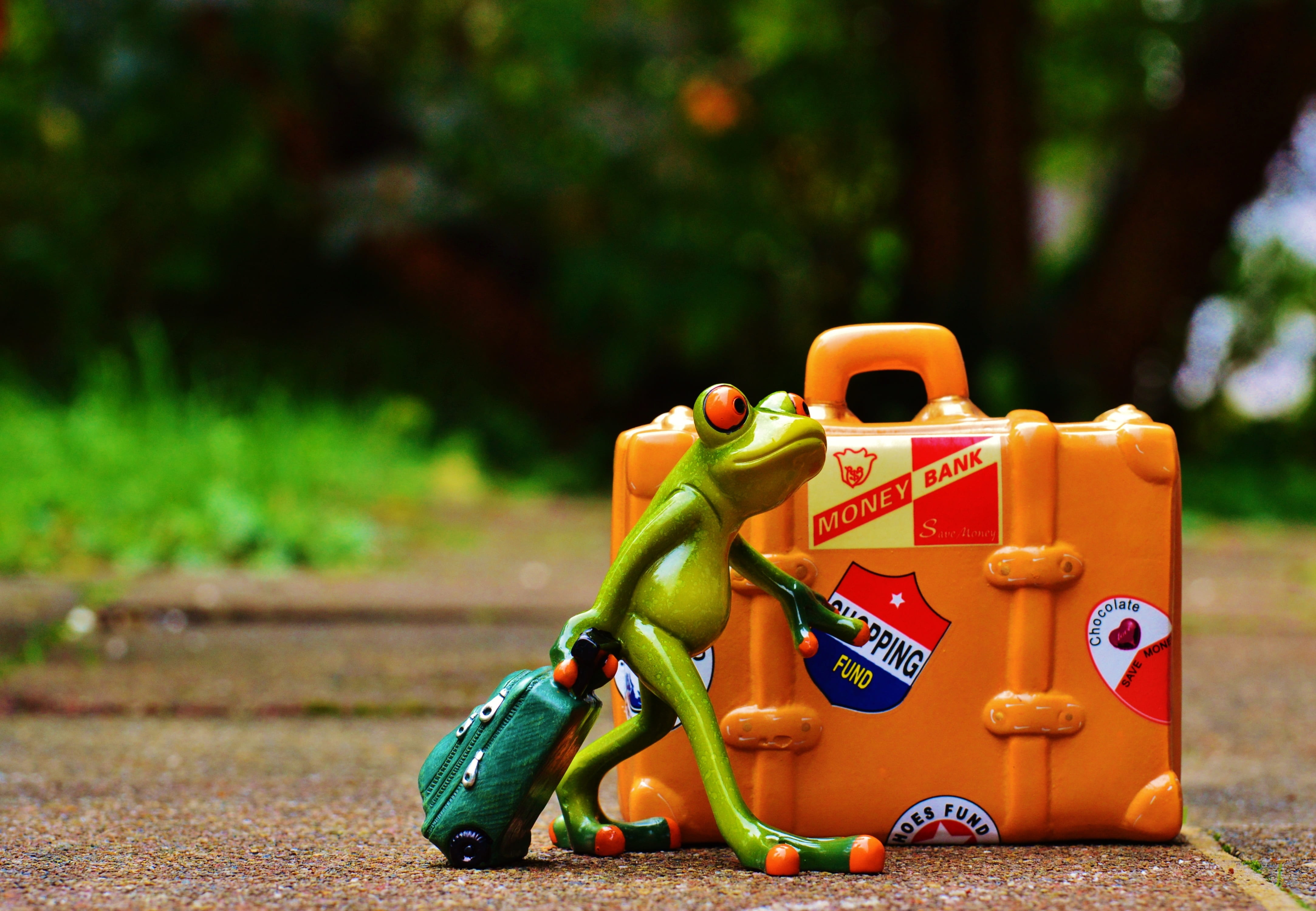 animal, funny, focus on foreground, plant, cute, outdoors, fun, holdall, variation, absence, figure, sunlight, multi colored, trolley, luggage, go away, HD Wallpaper