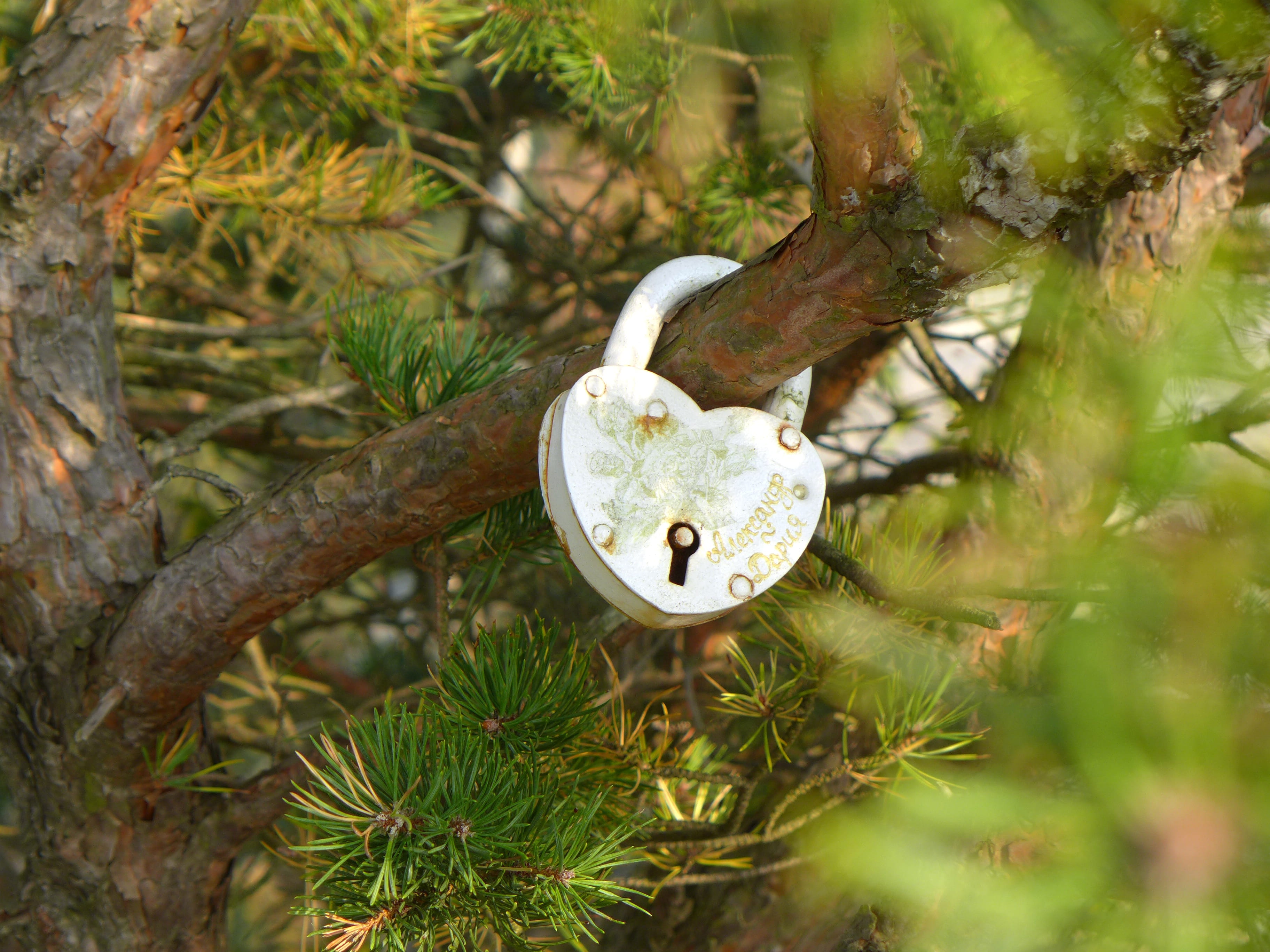 Love, protection, security, Padlock, trunk, representation, green, white, Castle, loyalty, friendship palace, romantic, animal themes, metal, tree, safety, HD Wallpaper