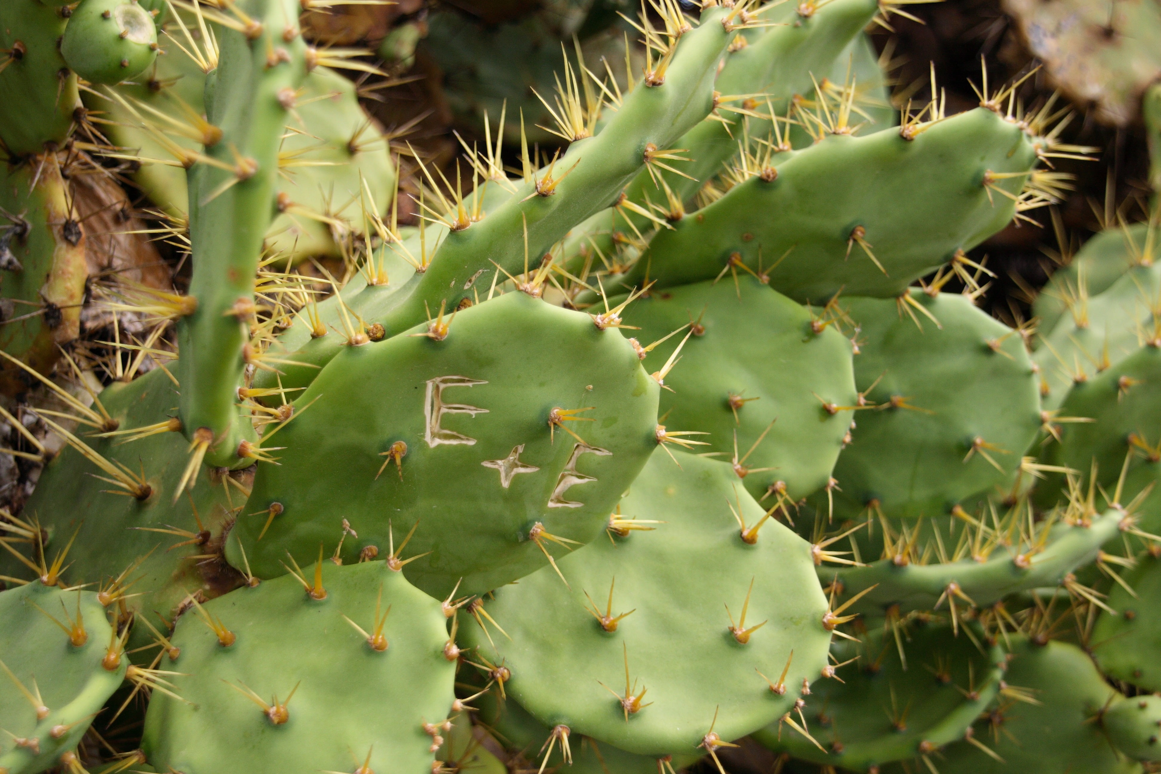 pair, spiky, green, thorn, succulent plant, love, full frame, beauty in nature, green color, day, love oath, outdoors, cactus, leaf, nature, sharp, selective focus, HD Wallpaper
