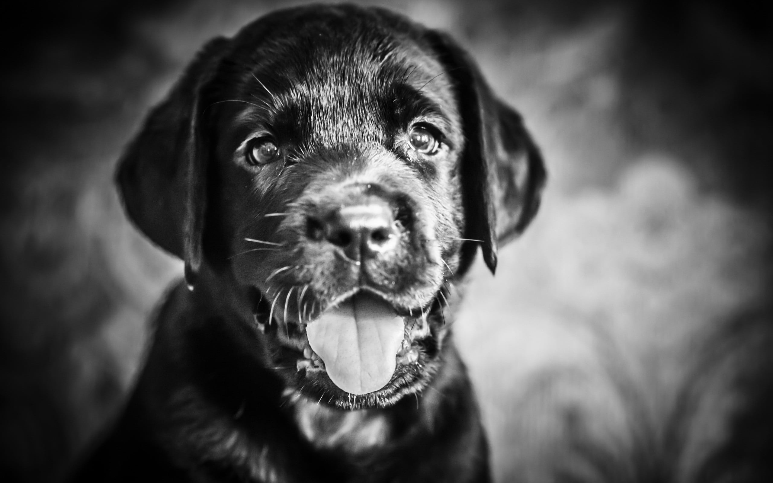 animal Head, protruding tongue, one Animal, animal, canine, outdoors, animal body part, face, nature, cute, retriever, labrador, pets, young Animal, 2K, HD Wallpaper