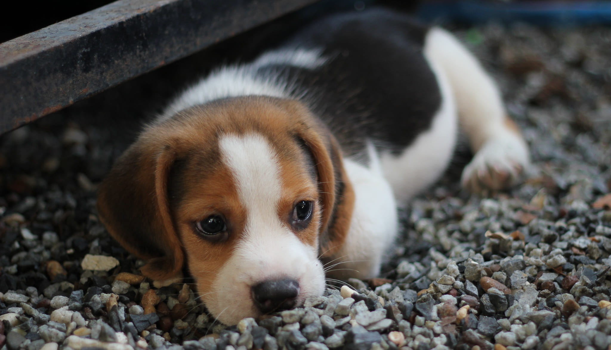 mammal, lying down, white, no people, stone - object, close-up, gravel, lying, pets, purebred dog, resting, domestic, canine, pebble, black, dog, animal themes, HD Wallpaper