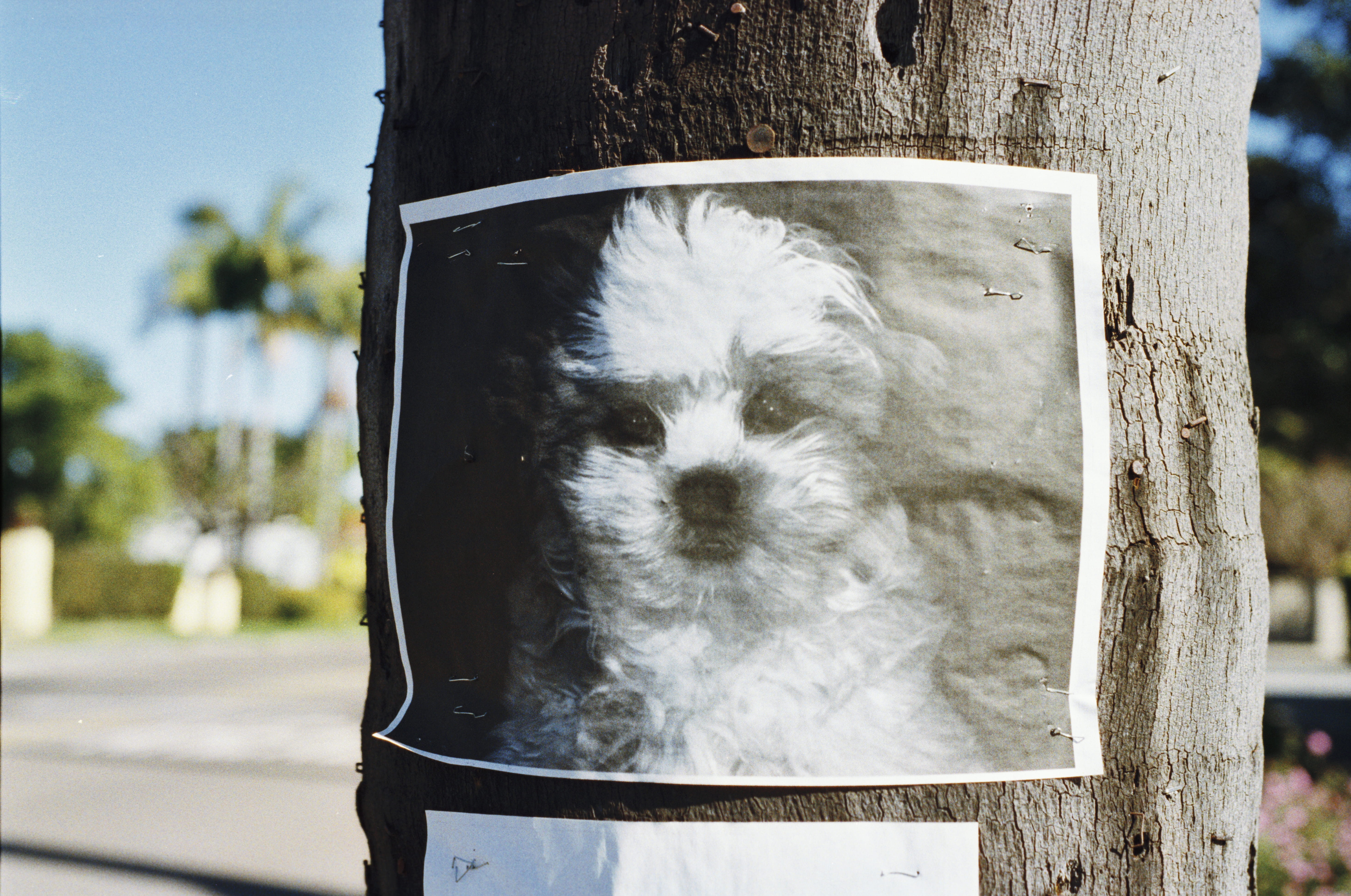 lost, domestic animals, trunk, poster, domestic, focus on foreground, san diego, canine, sign, animal head, united states, california, outdoors, pets, posting, HD Wallpaper