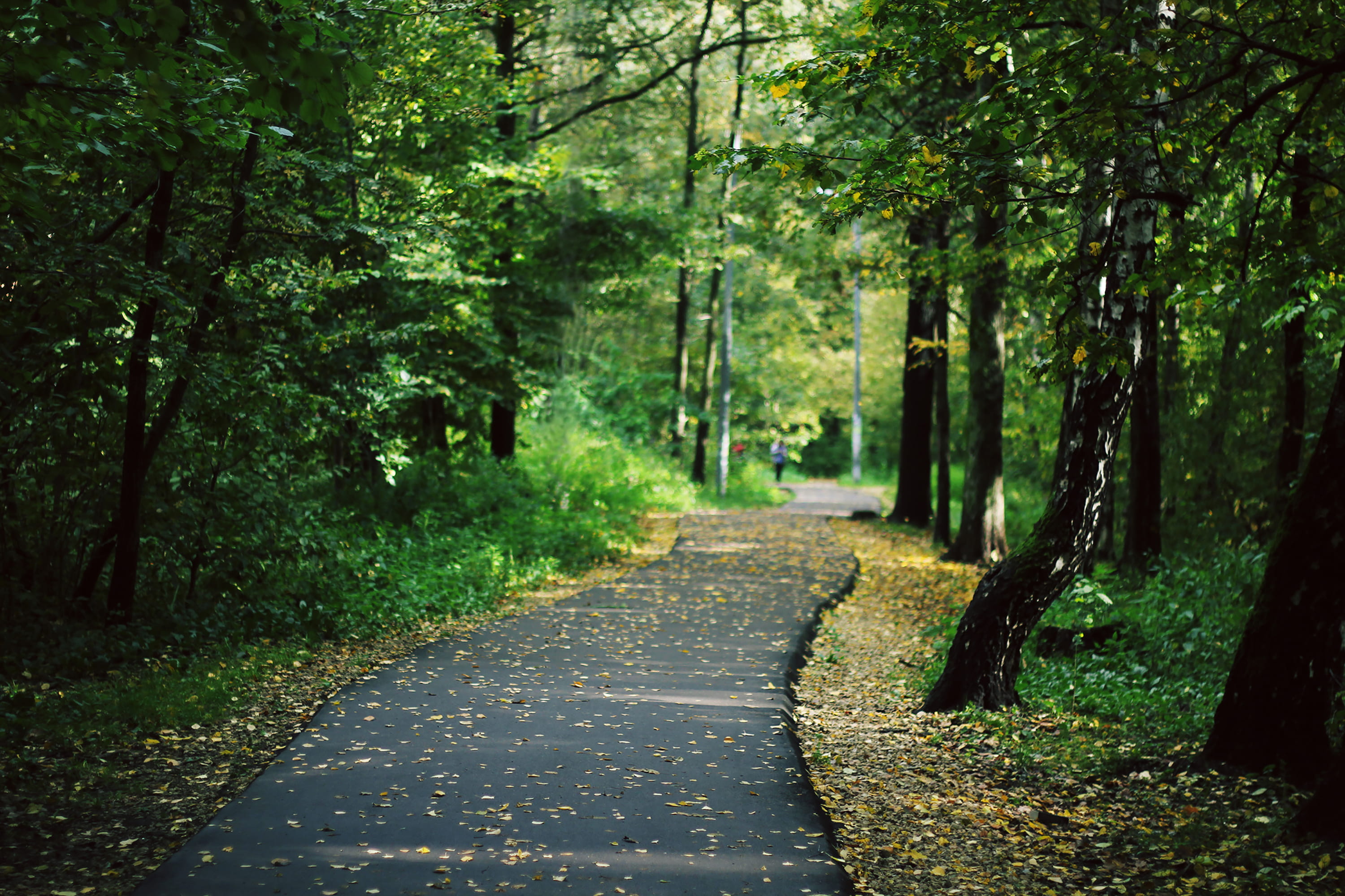 asphalt, direction, green color, walking, road, sidewalk, tranquil scene, person, 2K, pavement, day, fitness, tree, tarmac, arbour, surrounded, forest, HD Wallpaper