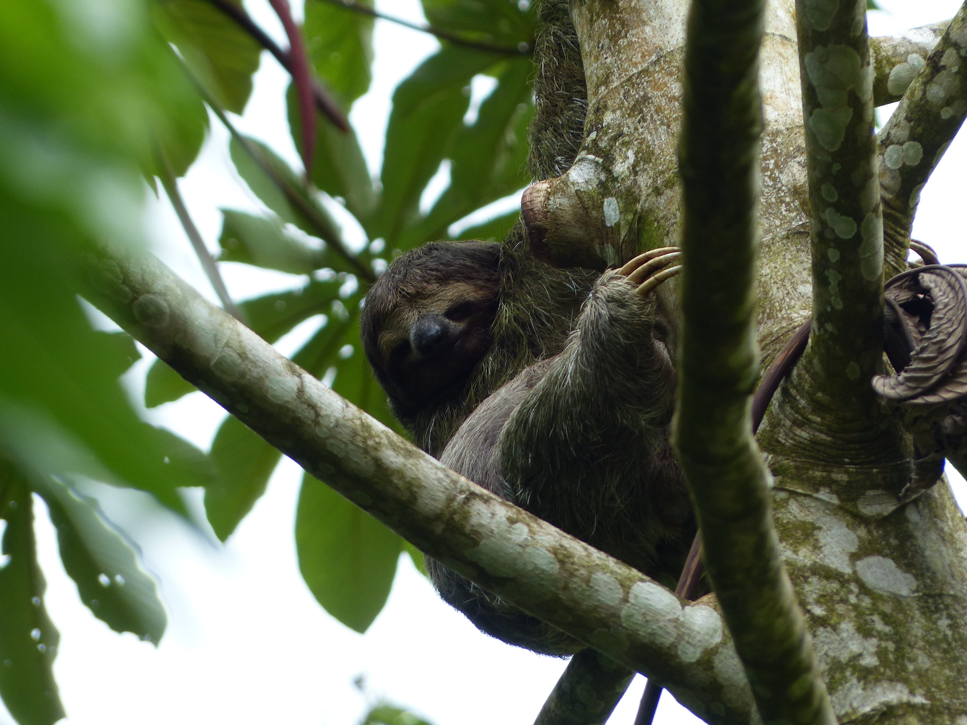 nature, plant, animals in the wild, outdoors, branch, primate, depend, animal themes, mammal, 4K, low angle view, relaxed, tree, rest, satisfied, sloth, HD Wallpaper