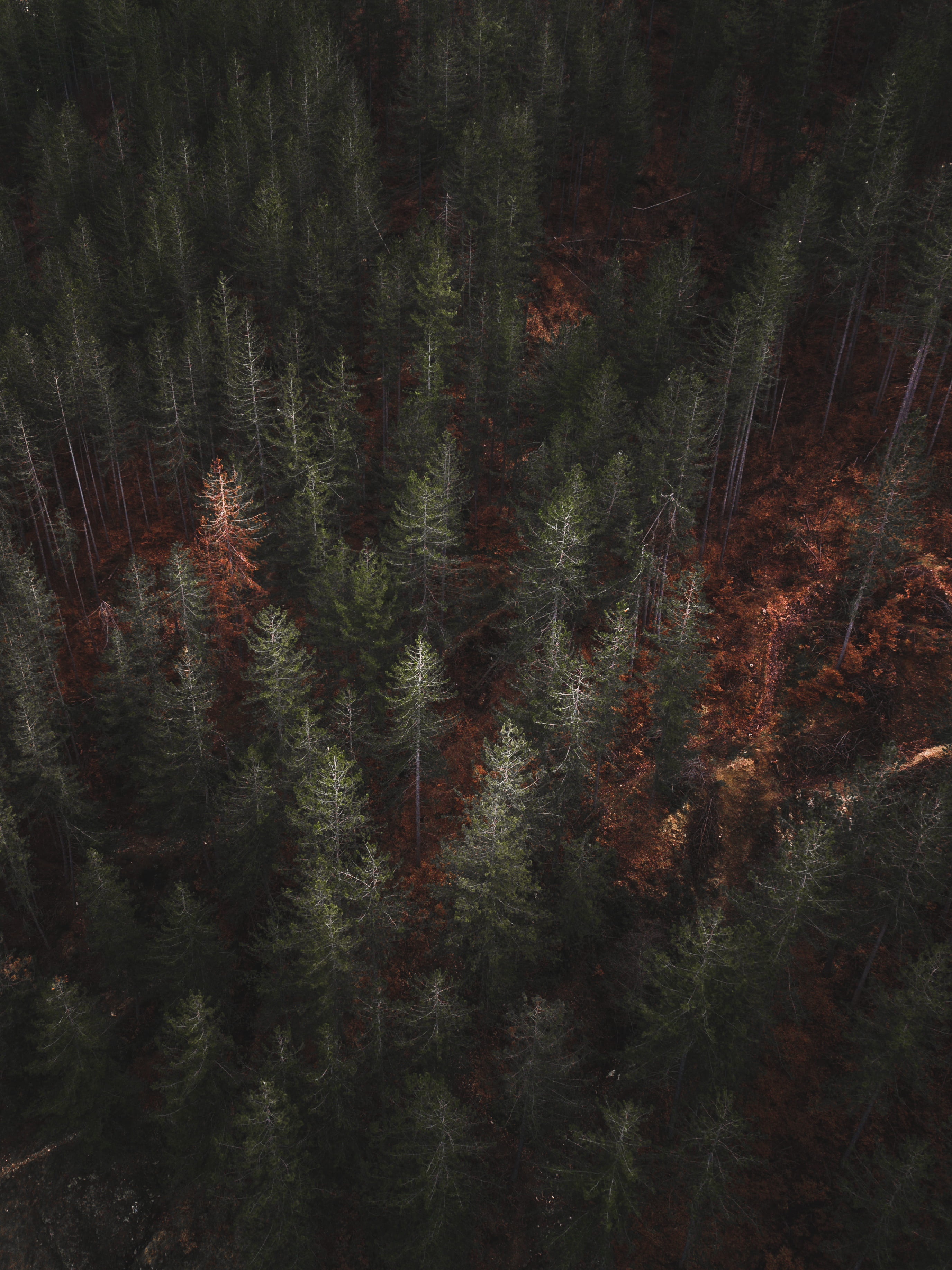 dark, beauty in nature, 2K, pine, no people, folk, mountain, order, growth, tranquility, outdoors, outdoor, adventure, eye, field, trees, satisfying, moody, Phone HD Wallpaper