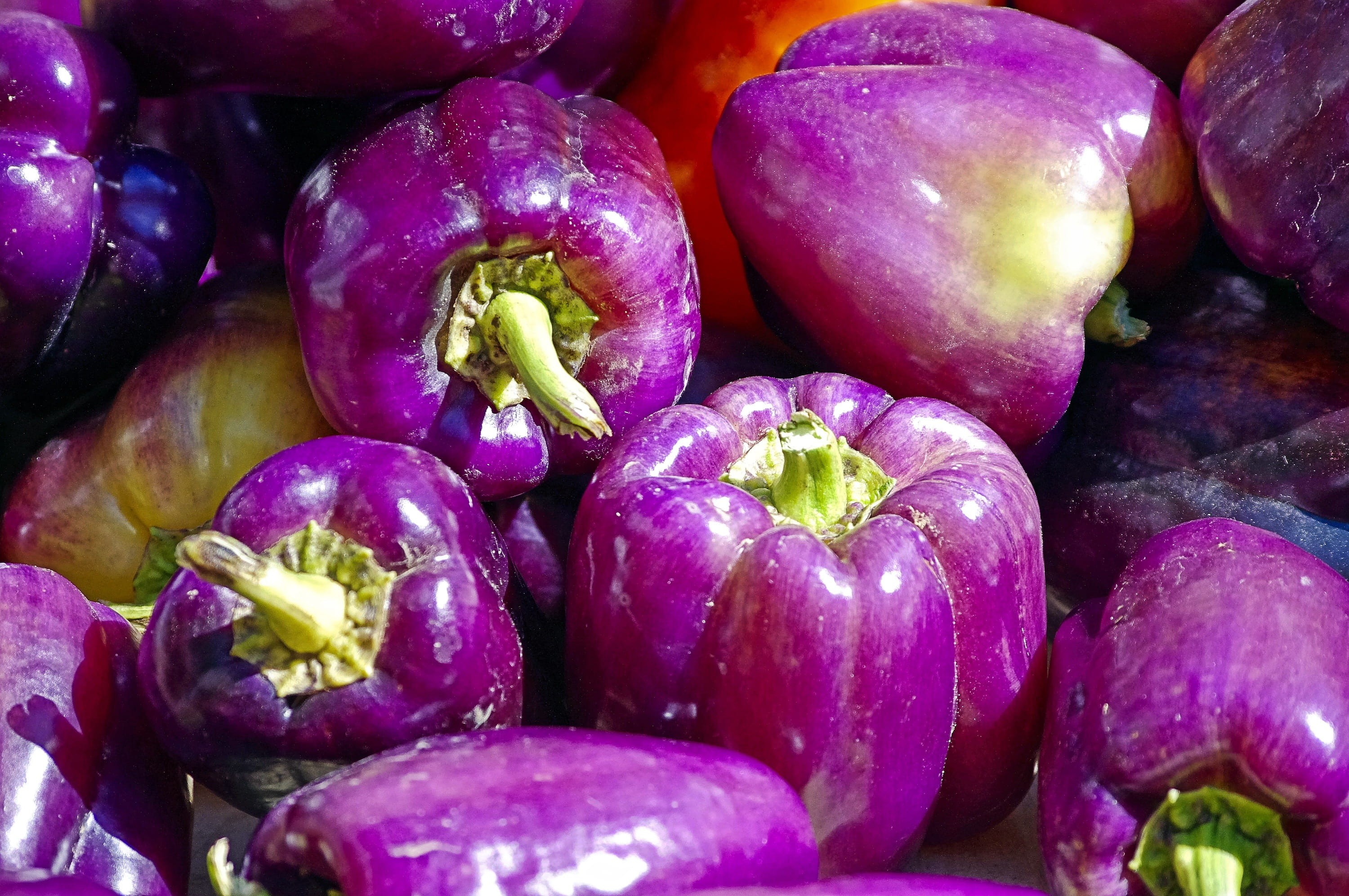 retail, wisconsin, eggplant, food and drink, vitamins, county, backgrounds, plant, no people, kitchen, organic, raw food, wellbeing, vegetable, 2K, farmers, HD Wallpaper