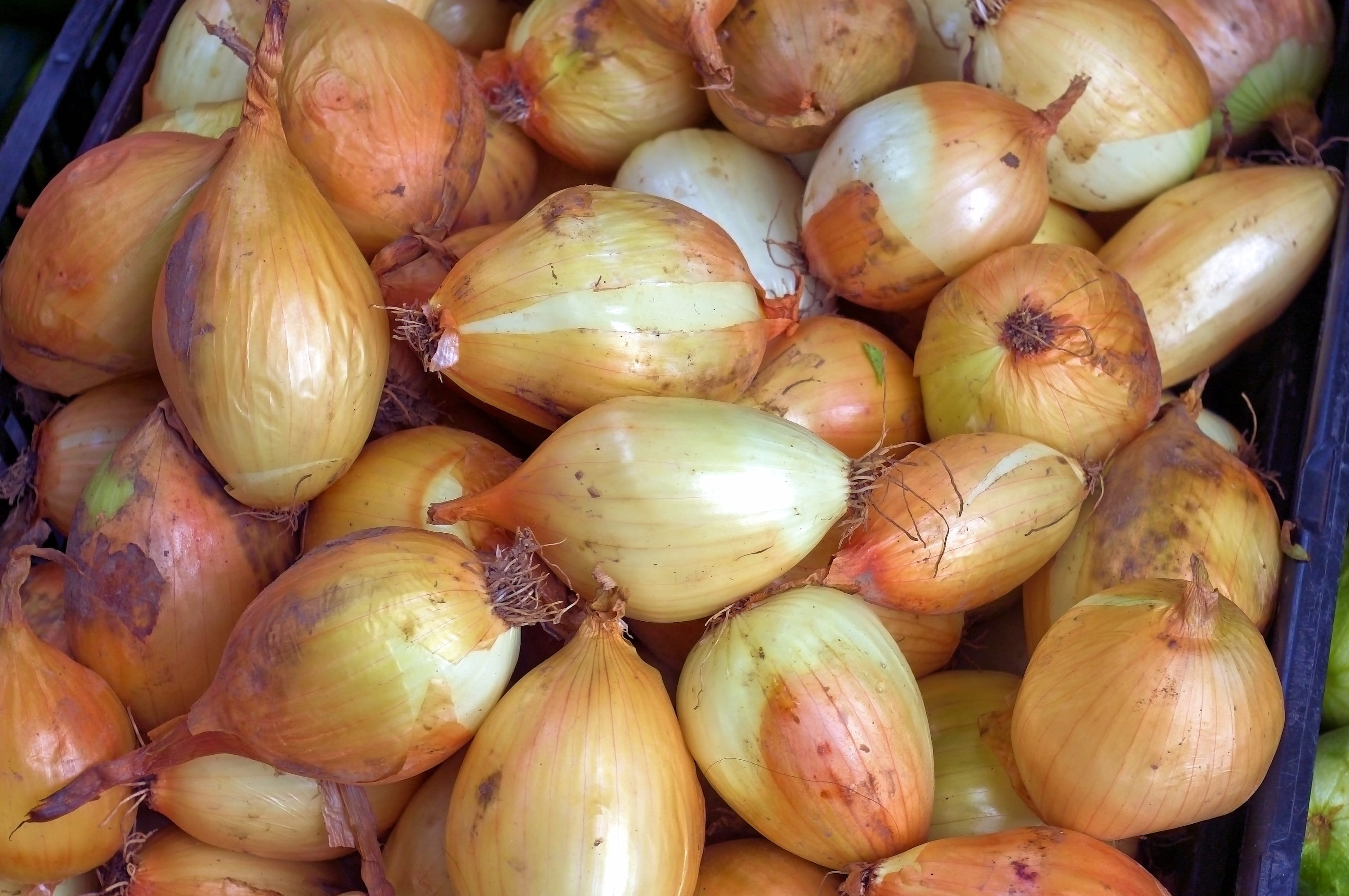 farmers market onions, healthy, harvest, raw, abundance, vegetable, diet, market stall, healthy eating, retail display, still life, close-up, fresh, madison, HD Wallpaper