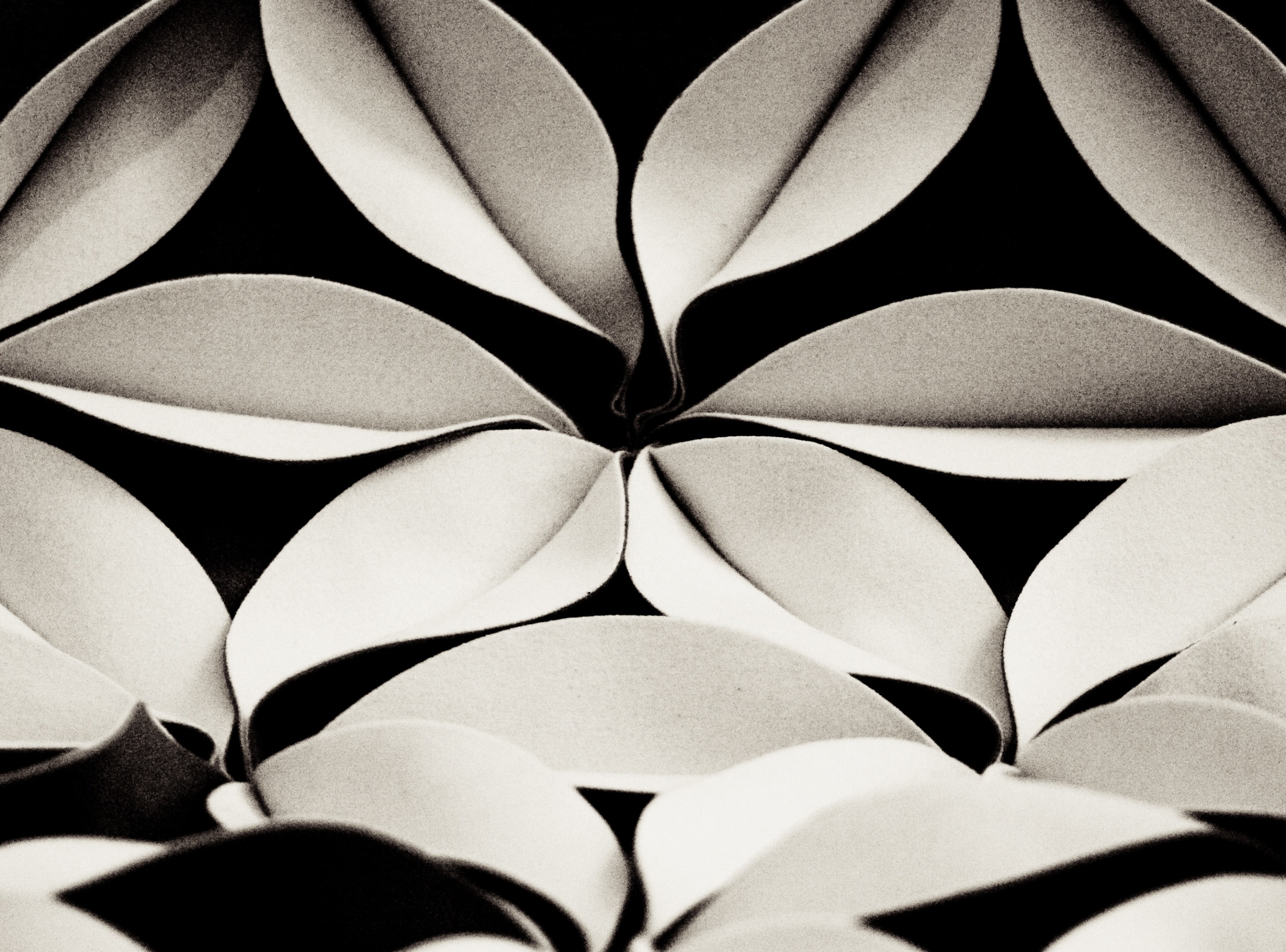 Sepia, close-up, Chicago Art Institute, paper, leaf, illinois, pattern, plant part, still life, second, 111 South Michigan Avenue, black color, Chicago, HD Wallpaper