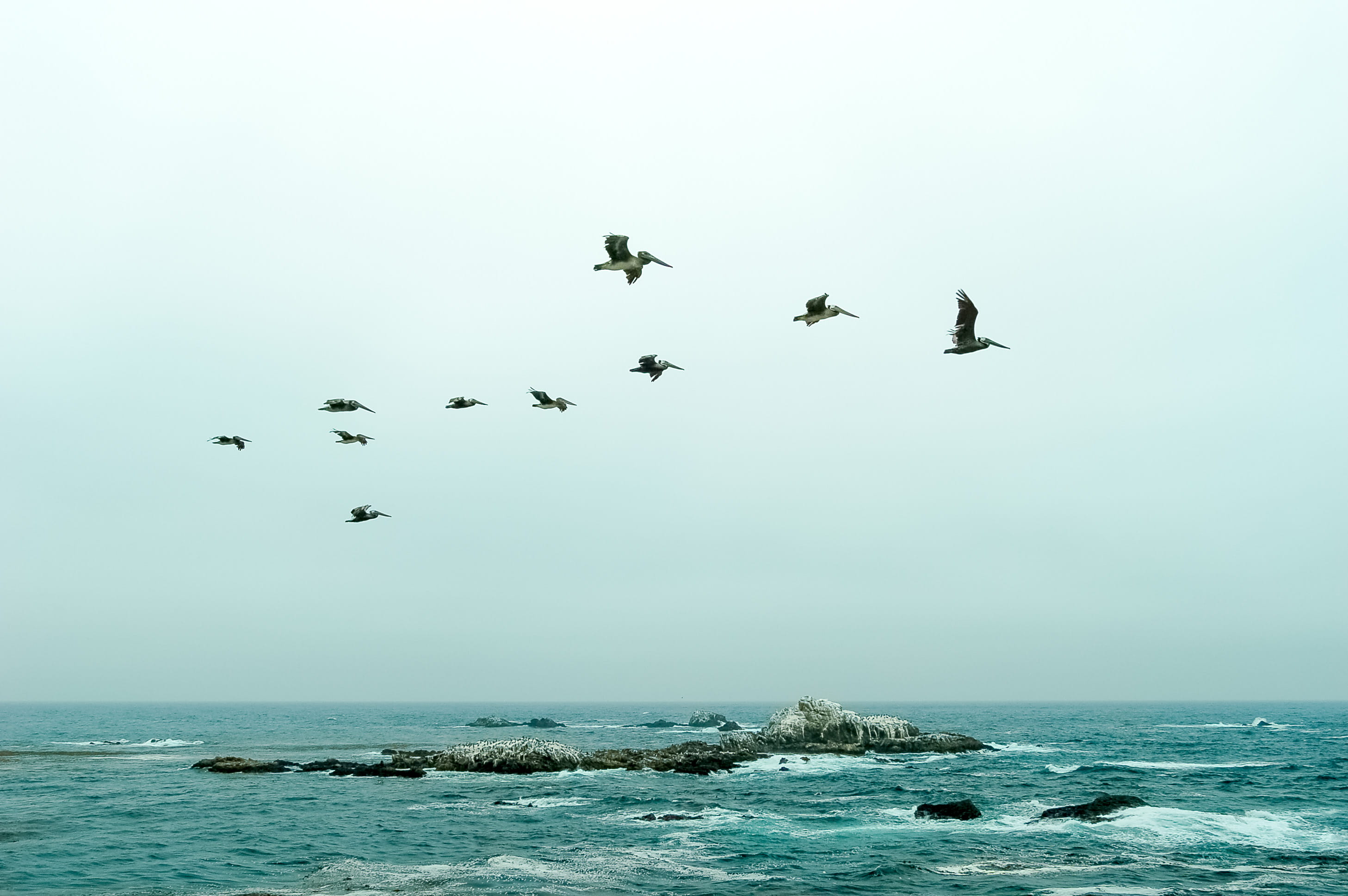 animals in the wild, peaceful, united states, nature, flying, large group of animals, no people, 2K, pelicans, pacific, water, point lobos state natural reserve, HD Wallpaper