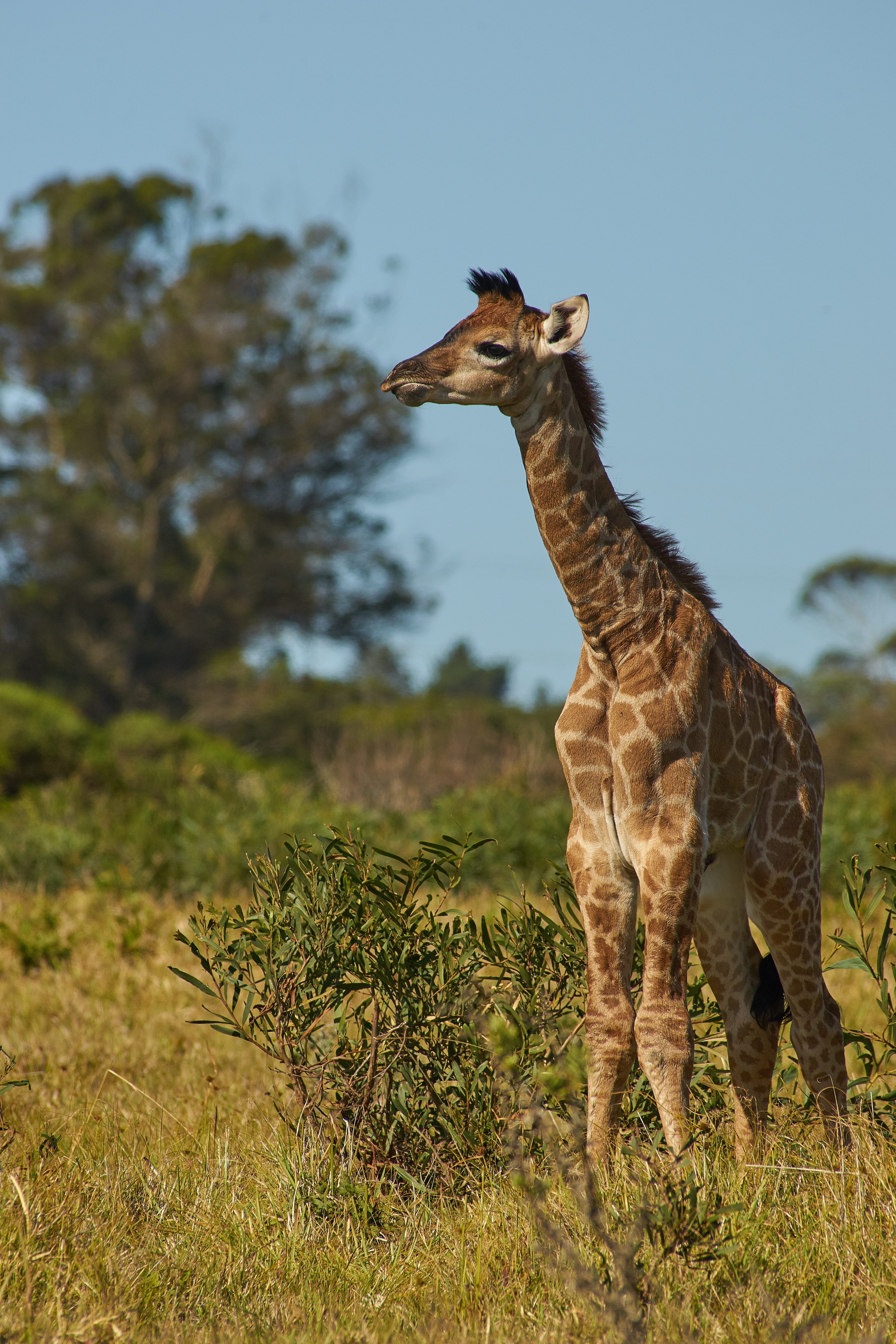 young, tree, plant, outdoors, two animals, cute, africa, standing, day, animal themes, mammal, grass, 5K, land, animal, reborn, no people, domestic animals, Phone HD Wallpaper