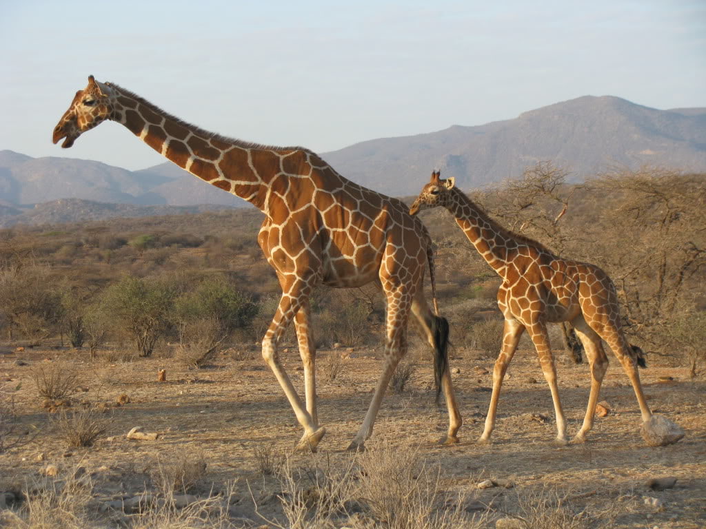 mountains, animals, giraffe, long, baby animals, sunshine, photography, 480P, long neck, neck, trees, baby, HD Wallpaper