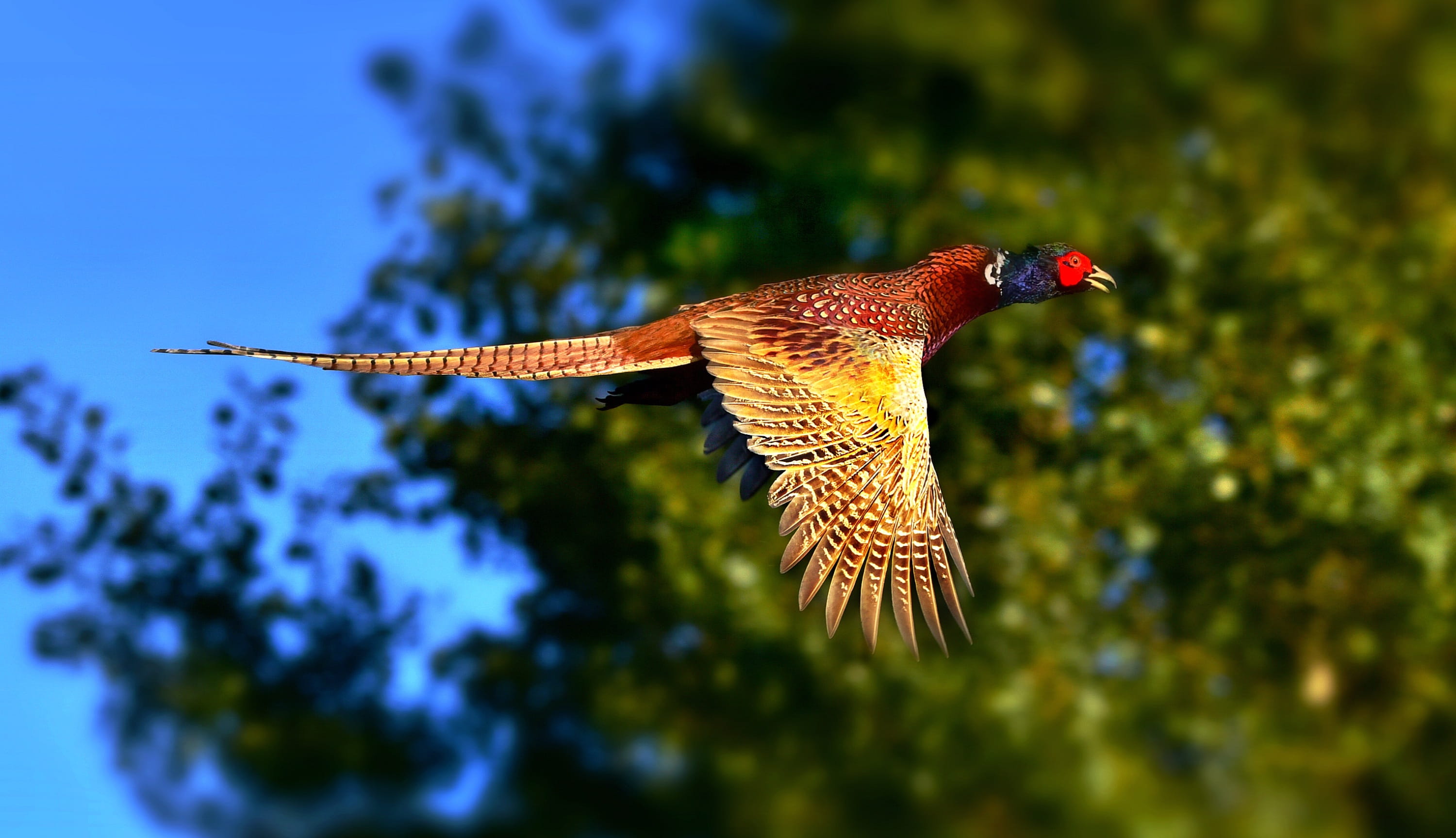 vertebrate, bird, animal body part, flying, side view, spread wings, ring necked pheasant, sky, marine, profile view, wing, blue, no people, plumage, animal themes, HD Wallpaper