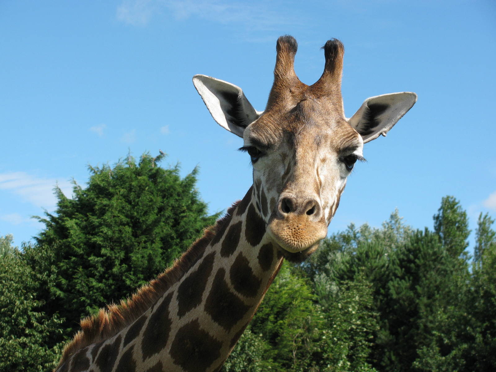 photography, green, brown, gray, green trees, head, 720P, long neck, giraffe, long, neck, trees, animals, HD Wallpaper