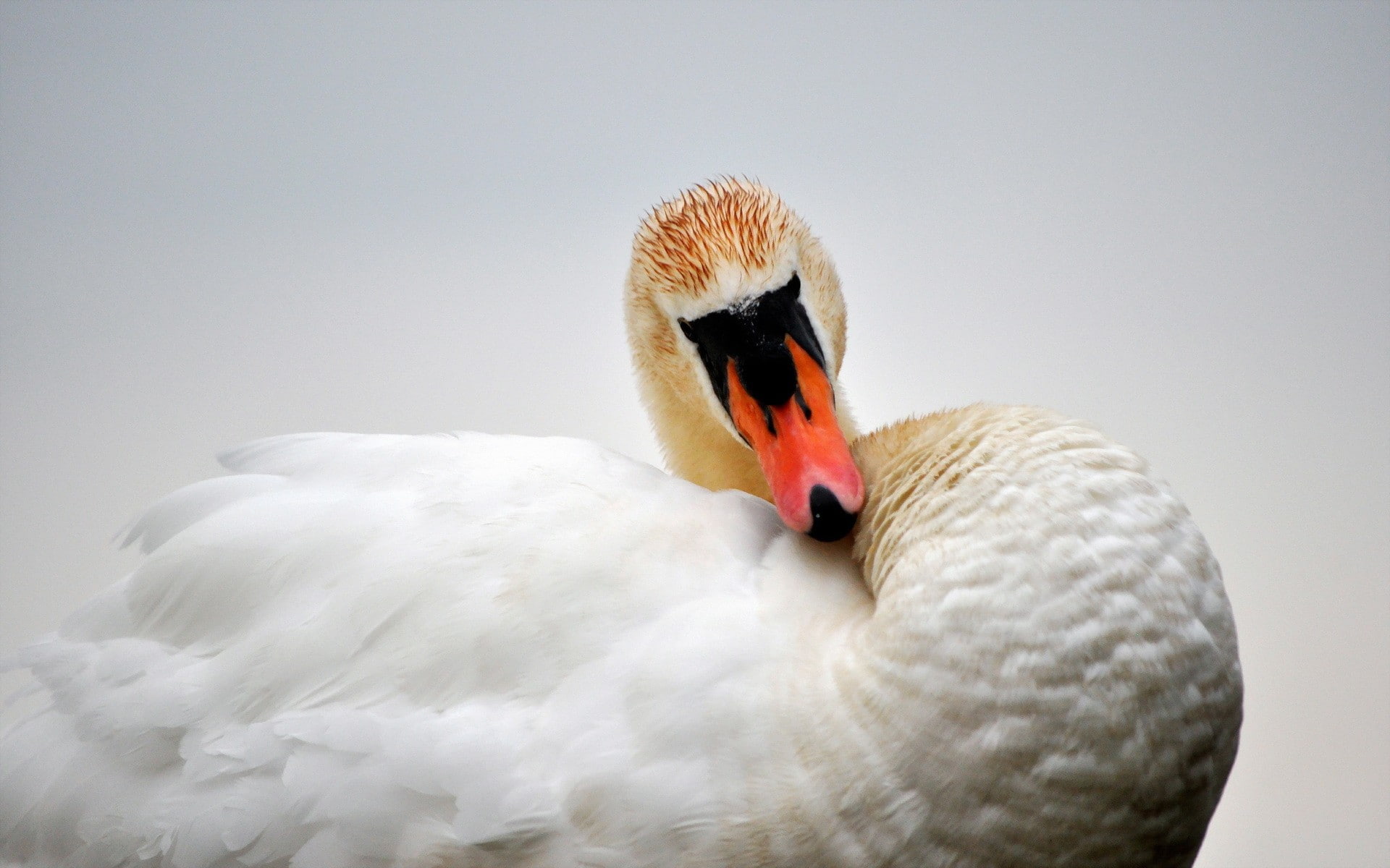 1080P, closeup, swan, animals, birds, HD Wallpaper