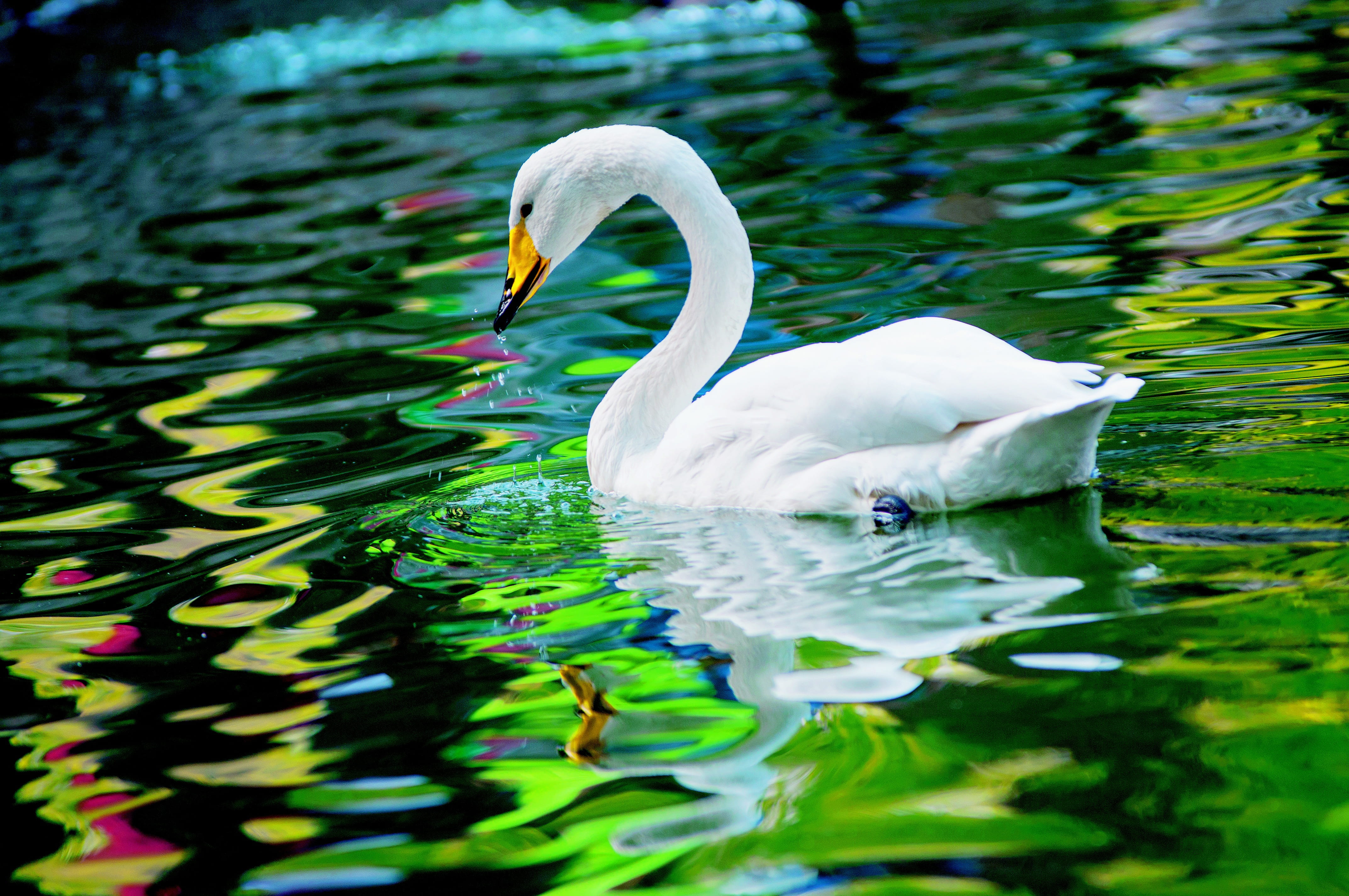 day, 4K, animal neck, water bird, lake, vertebrate, swan, group of animals, floating on water, animal, rippled, water, white color, animal themes, beauty in nature, HD Wallpaper
