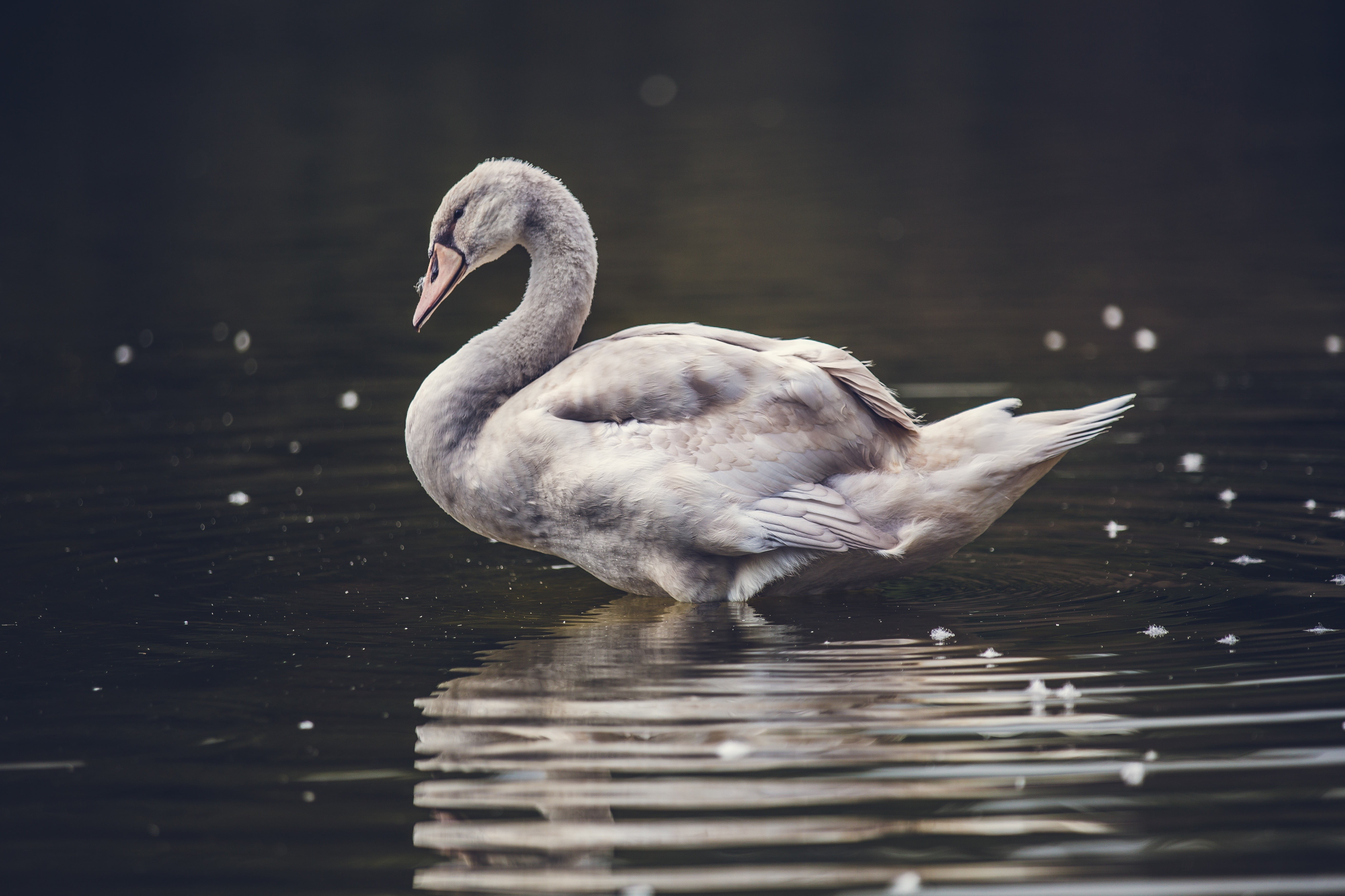 vertebrate, beauty in nature, animal neck, bird, swan, nature, painting, no people, water bird, waterfront, reflection, gray, swimming, water, animal themes, HD Wallpaper