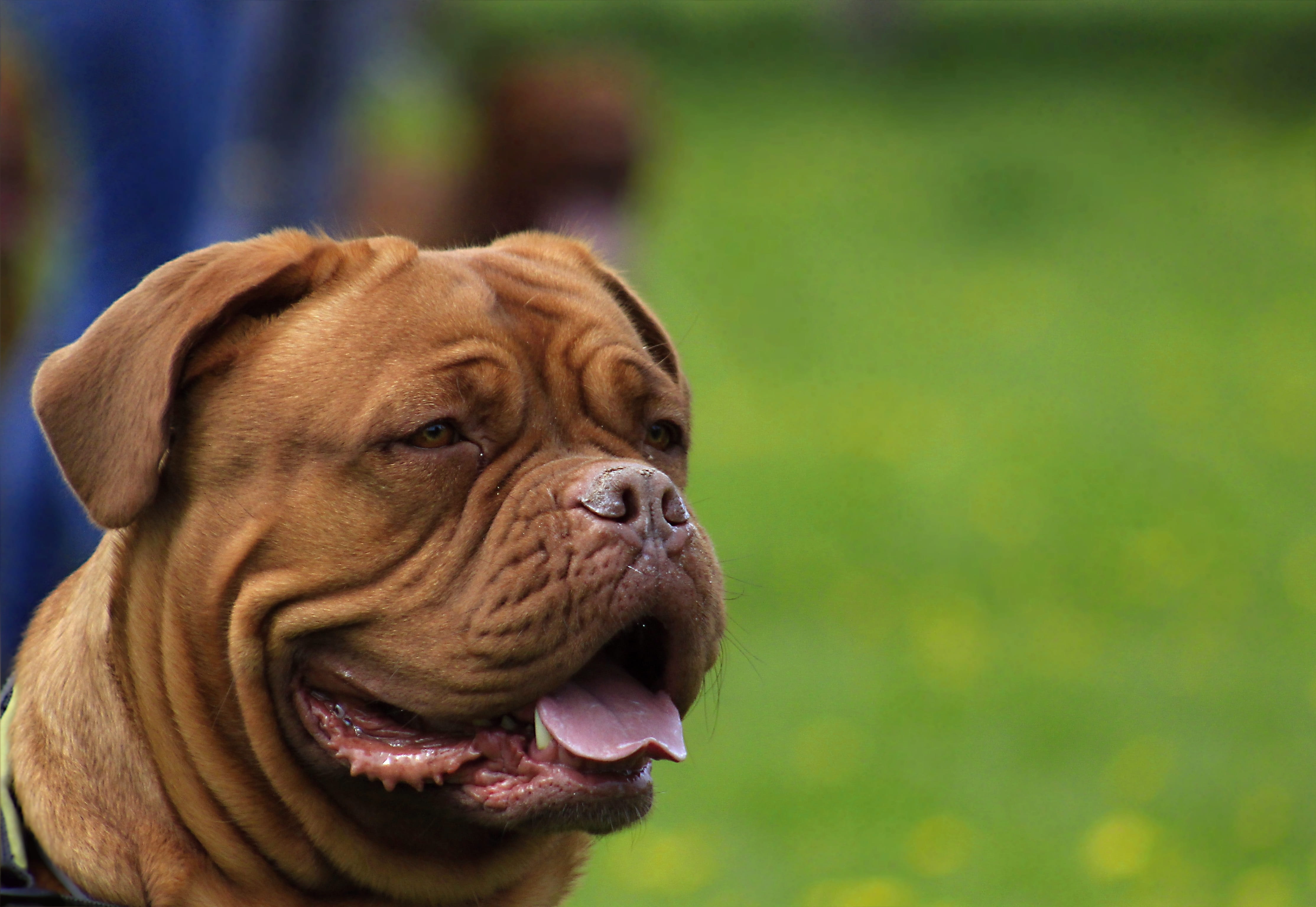 de, brown, young, pets, grass, mouth open, facial expression, sunny, pet, tounge, breed, bordeaux, animal mouth, animal body part, cute, snout, animal, HD Wallpaper