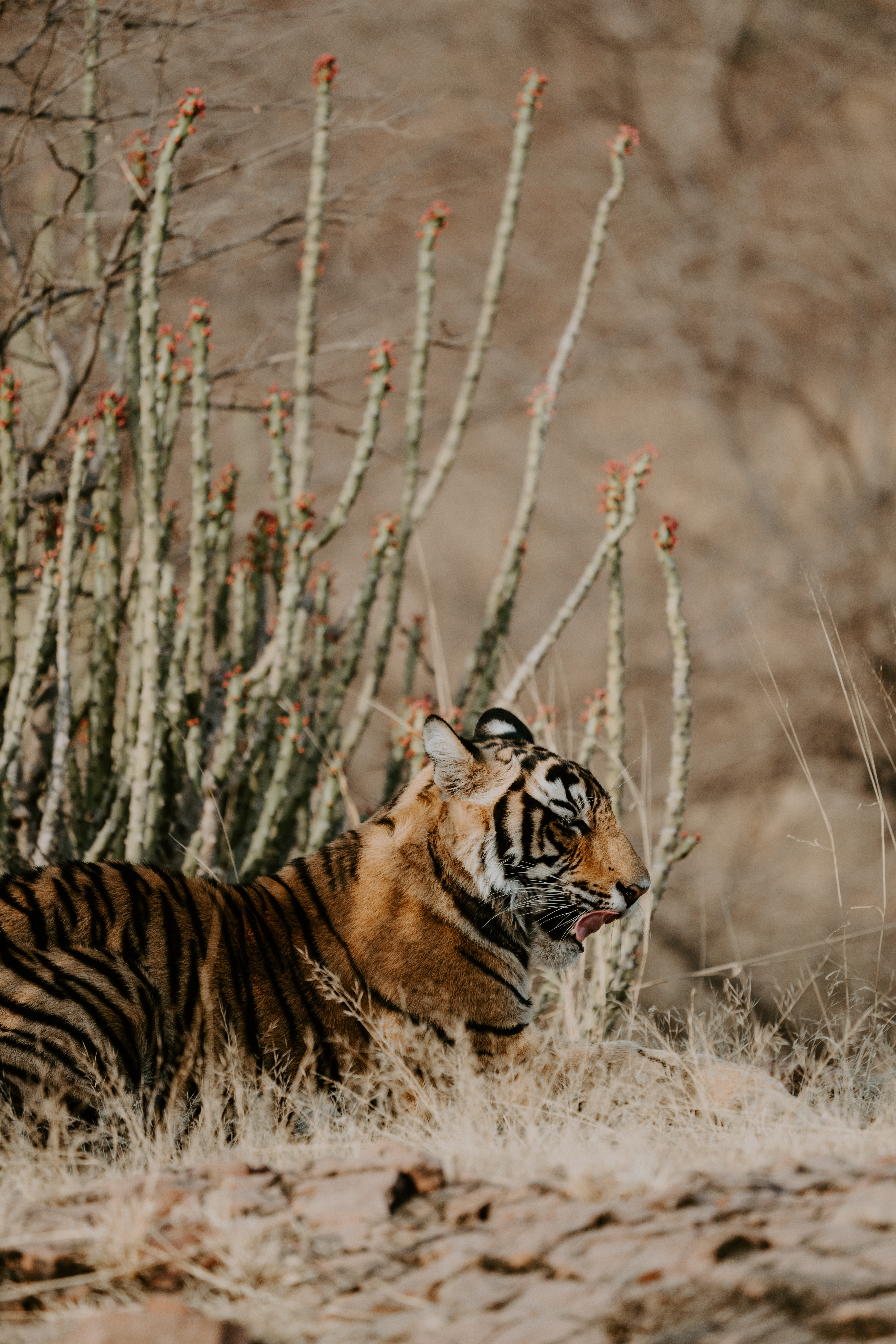 reclining, wildlife, bengal, striped, bush, outdoor, undomesticated cat, feline, carnivora, resting, relaxation, dry, animals in the wild, day, tounge, Phone HD Wallpaper