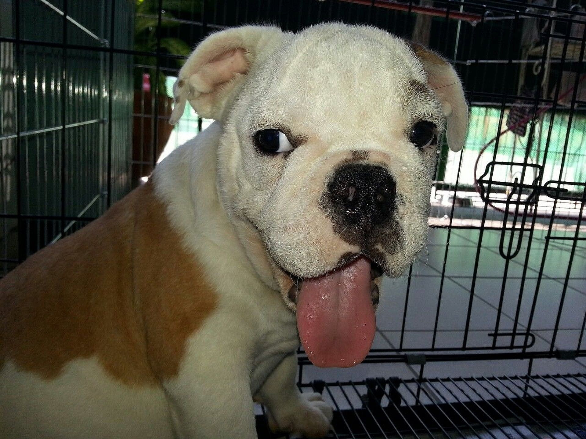 animal head, cage, mammal, puppy, pet, pets, vertebrate, cute, animal themes, tounge, no people, mouth open, looking, bulldog, canine, pink tounge, animal, HD Wallpaper