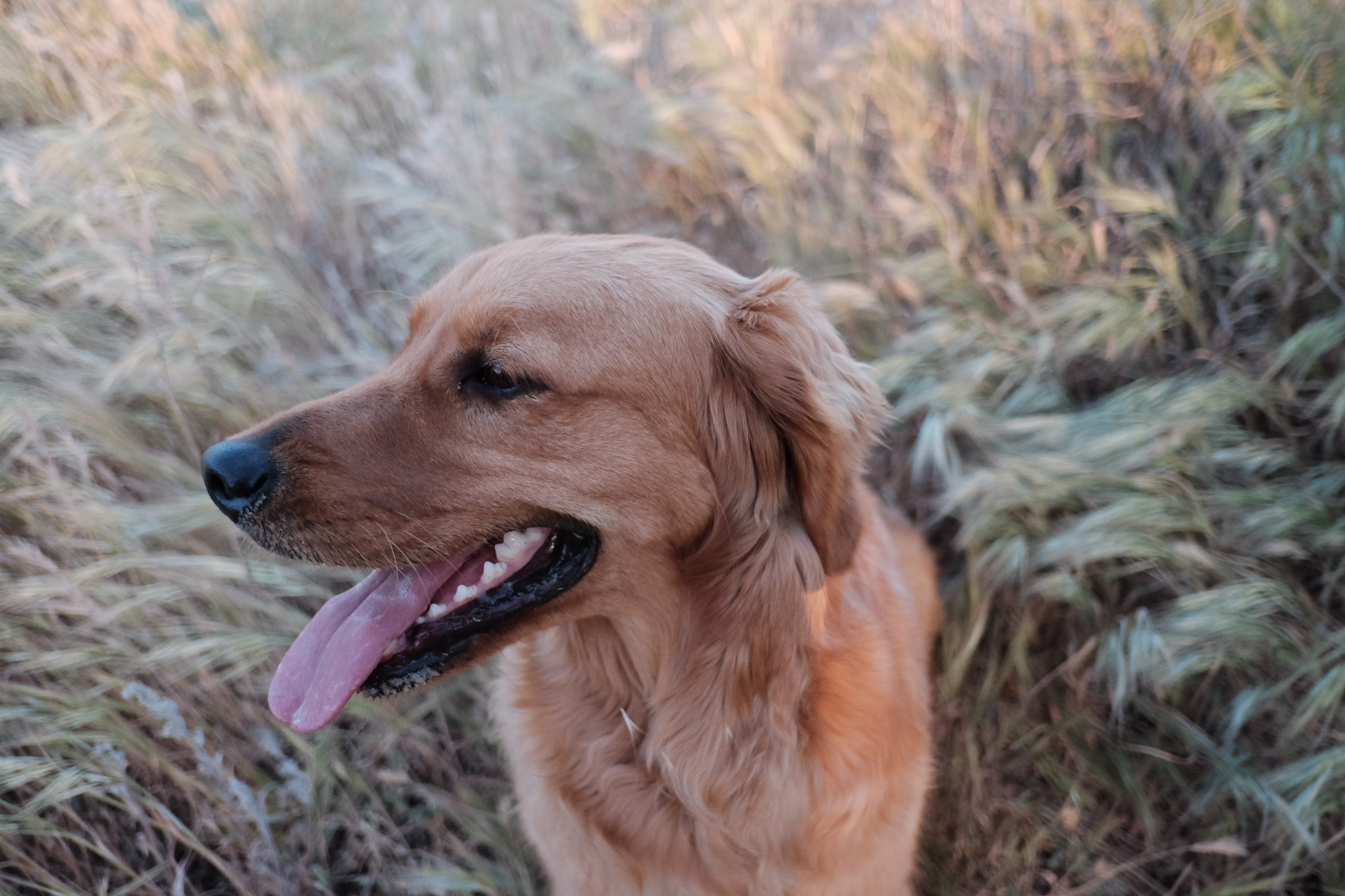 mammal, animal themes, outdoors, no people, close-up, domestic animals, brown, one animal, golden hour, puppy, pets, facial expression, smile, animal head, HD Wallpaper