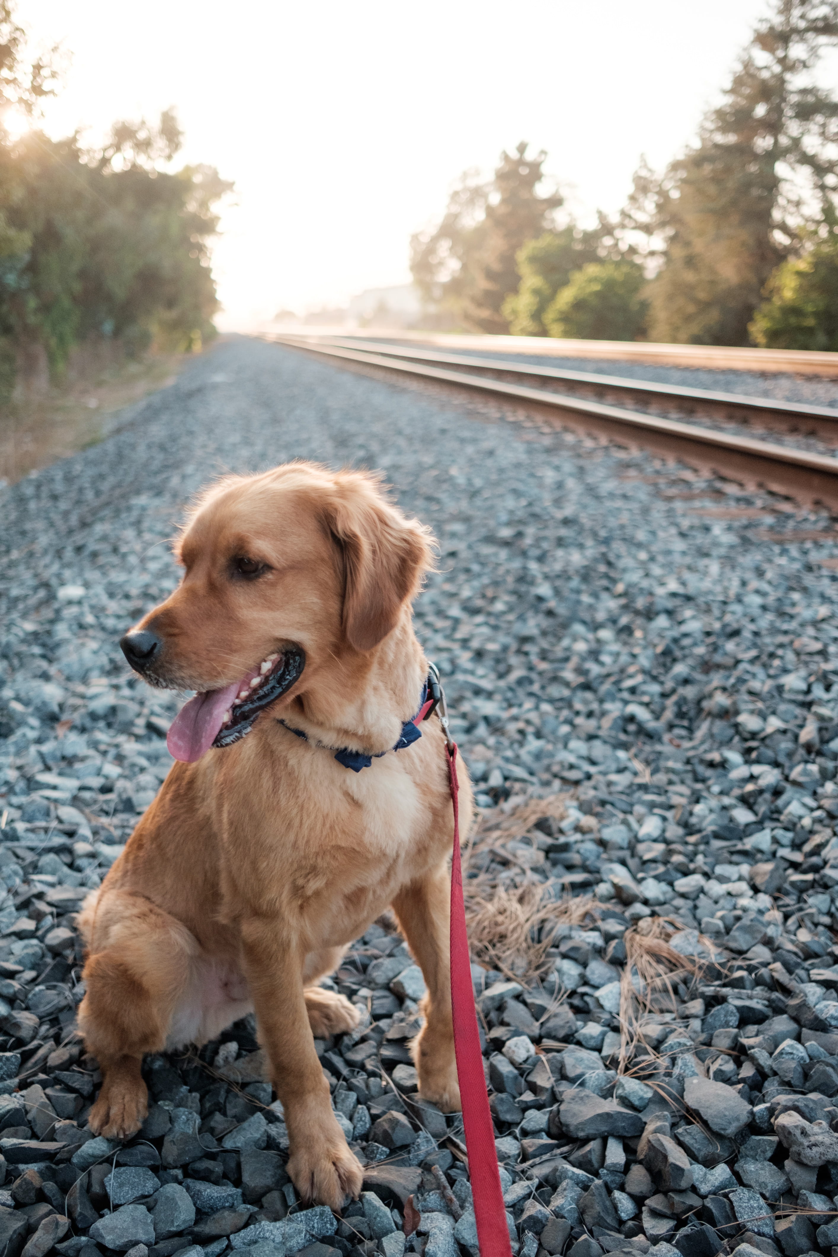 one animal, walk the dog, happy dog, pets, ventura, mammal, solid, walk, rock, canine, no people, animal, outdoors, leash, vertebrate, pet leash, looking away, Phone HD Wallpaper