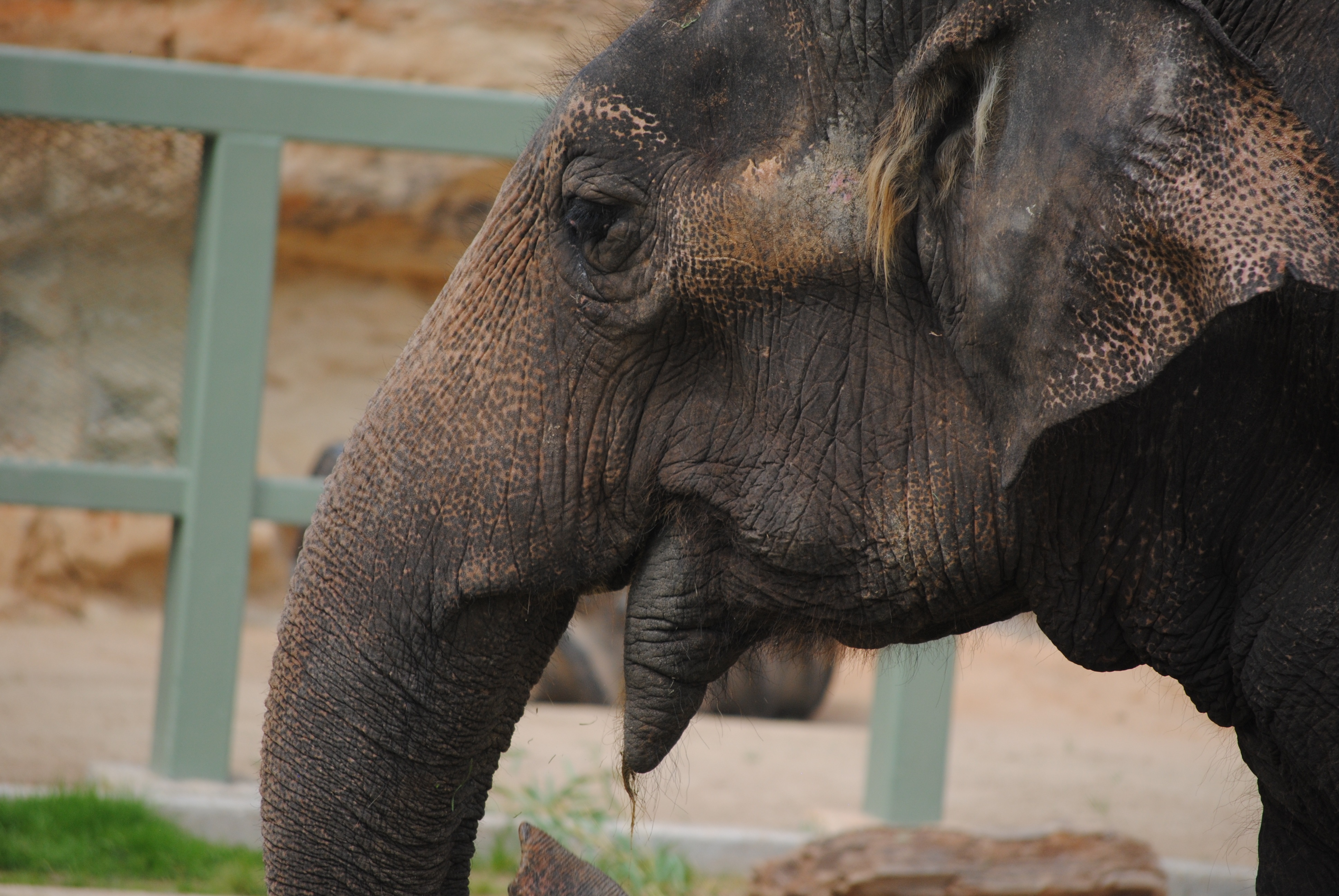 old, mammal, face, africa, big, animal themes, no people, endangered, threatened, animal trunk, wildlife, wise, look, animals in captivity, aged, head, HD Wallpaper
