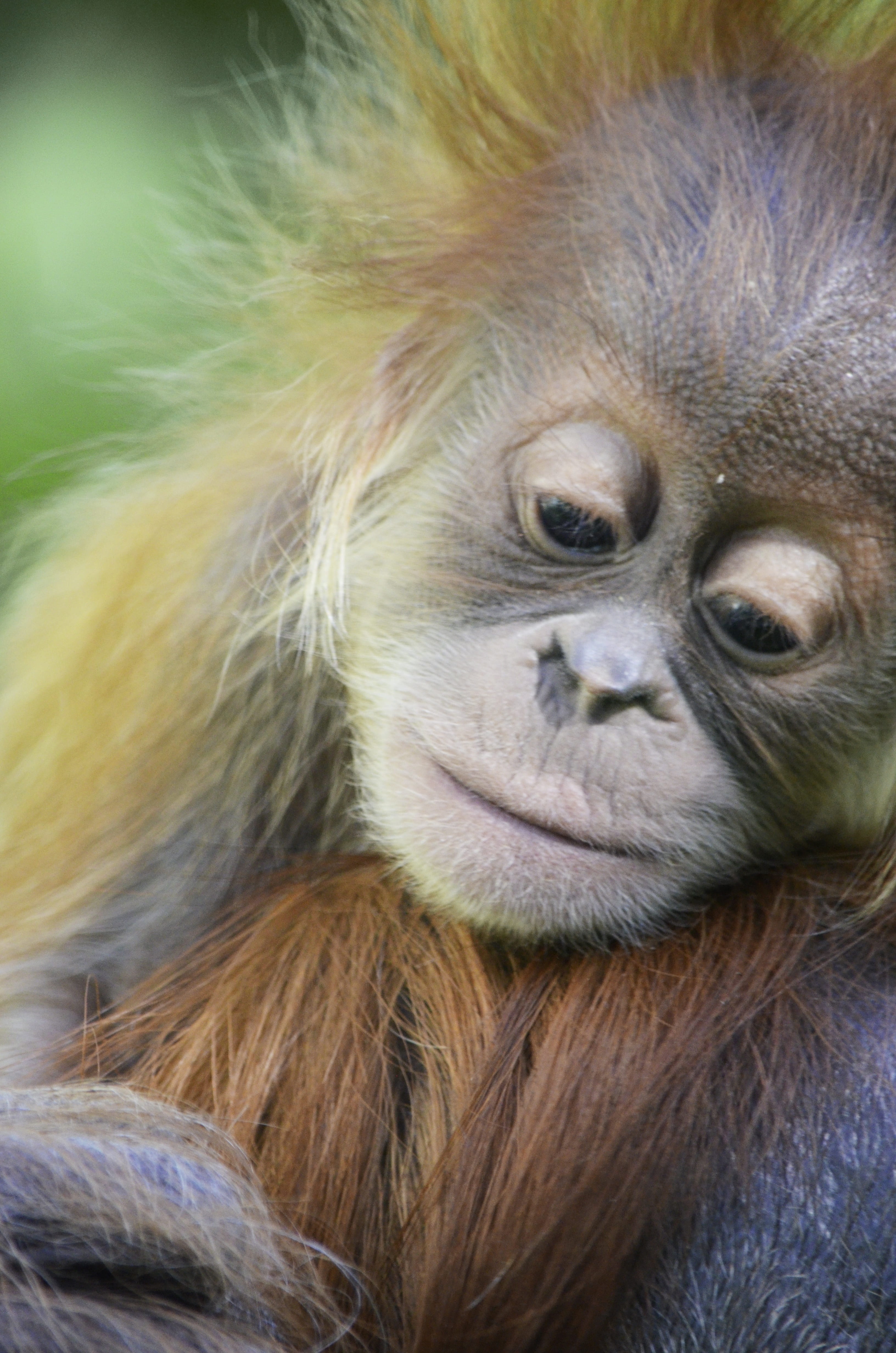 Ape, ape baby, one animal, Orang Utan, vertebrate, brown, funny, animal head, portrait, hair, forest human, close-up, animal hair, animal themes, animal body part, Phone HD Wallpaper