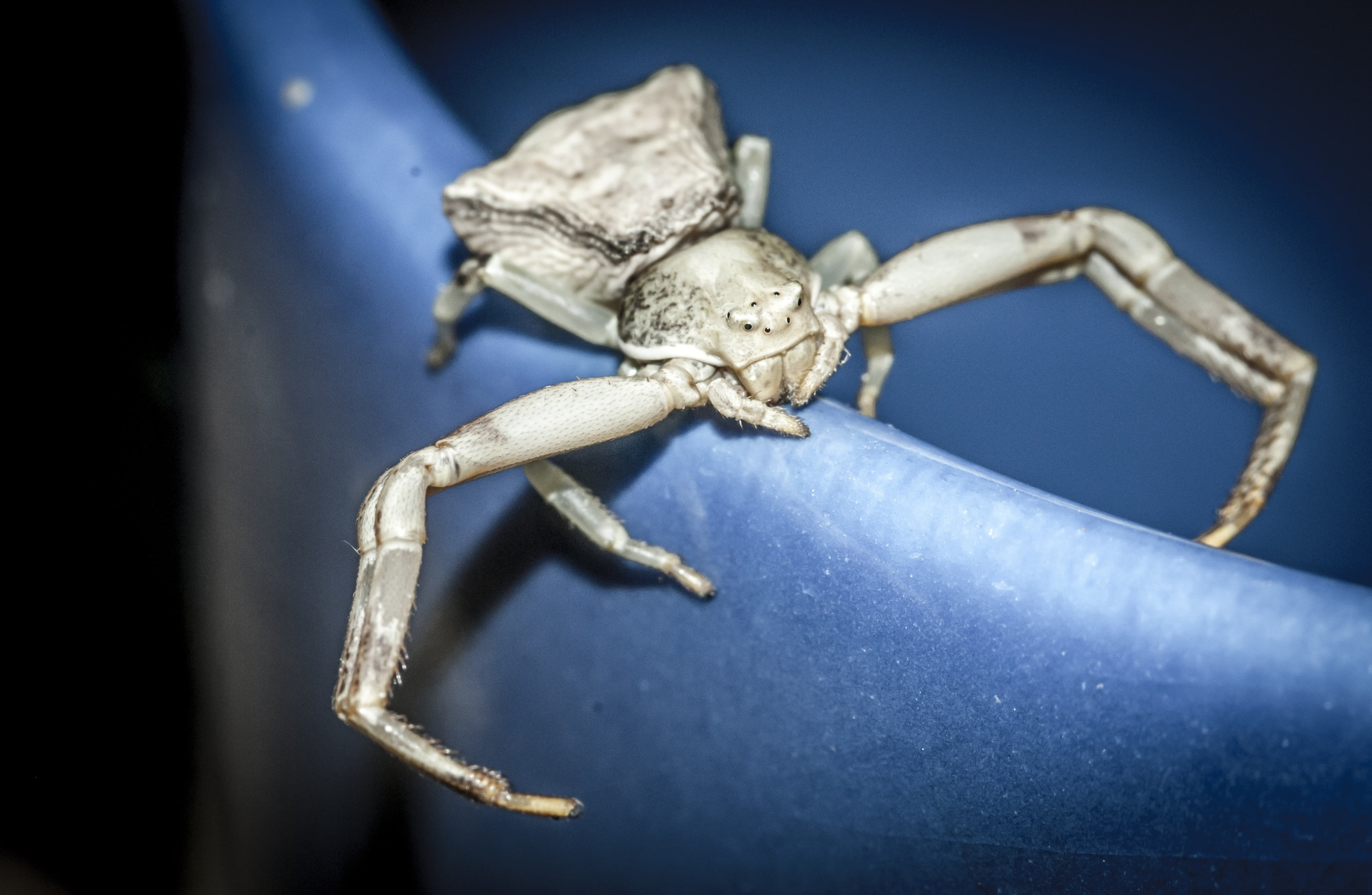 eyes, 2K, studio shot, dangerous, black background, foraging, indoors, insect, animal body part, portrait, blue, see, no people, spider, dramatic, full length, HD Wallpaper