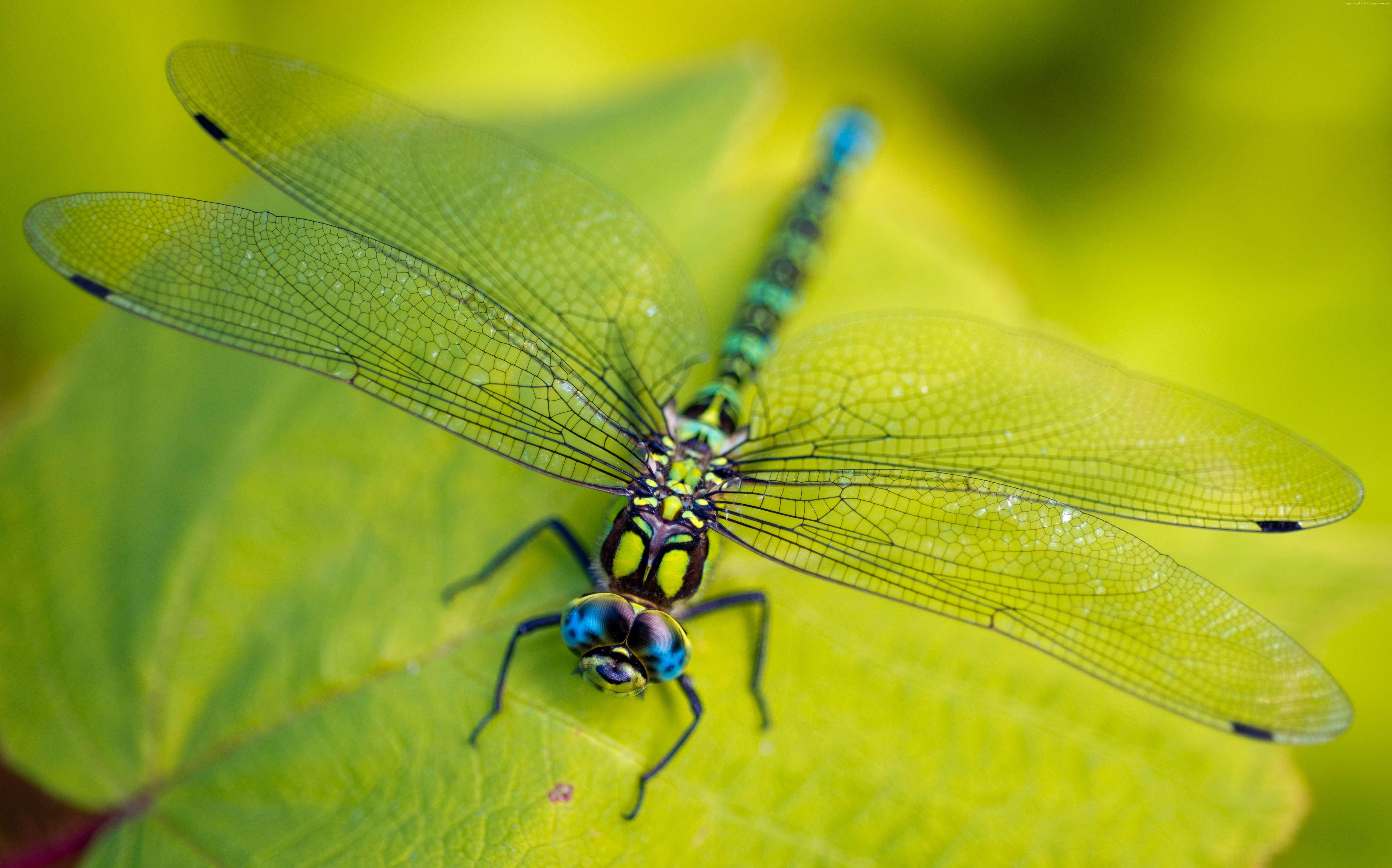 green, leaves, macro, wings, Dragonfly, nature, insect, 5K, HD Wallpaper