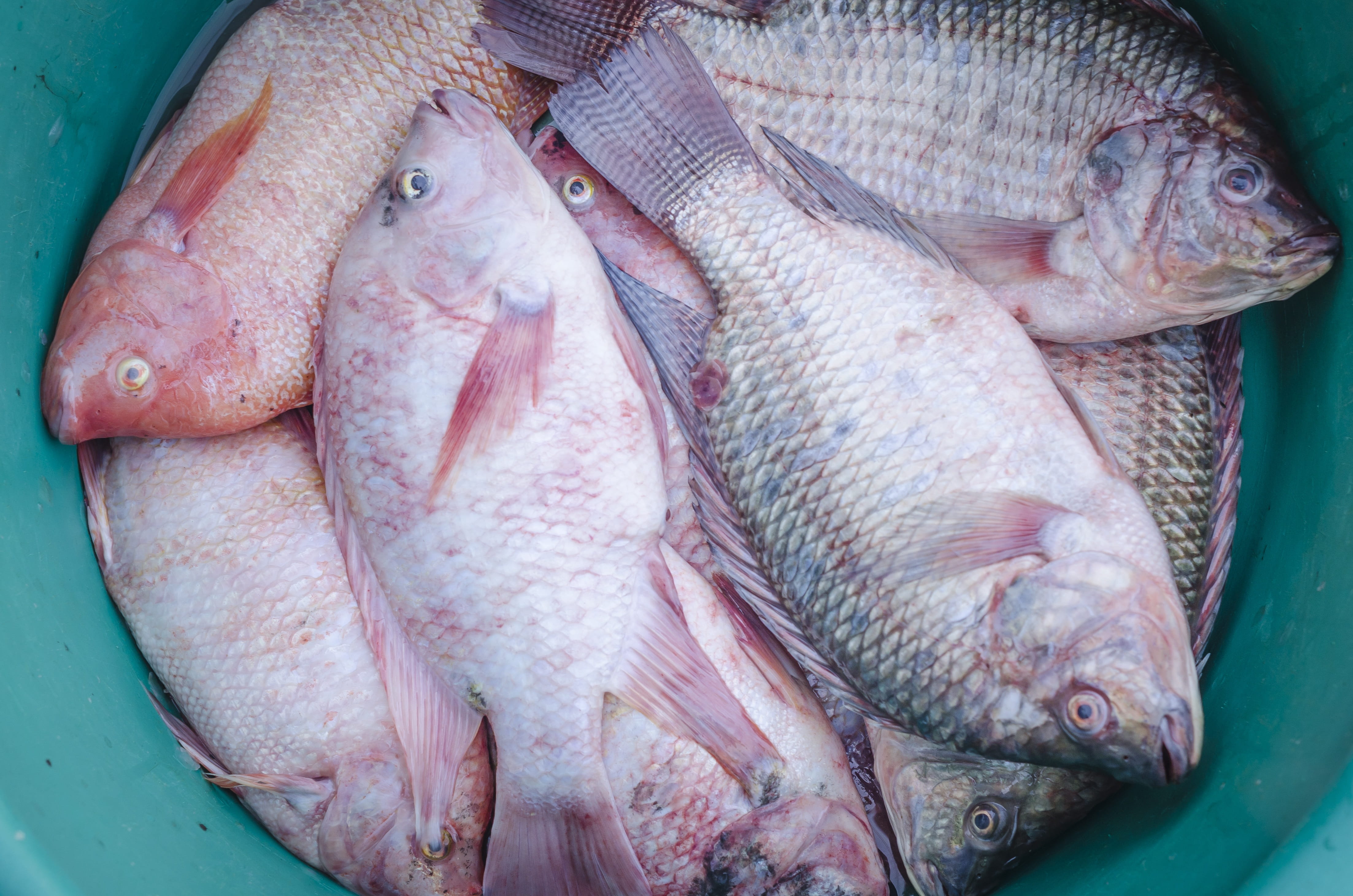 organic, dinner, restaurant, delicious, eating, still life, fish market, Food, menu, frozen, meal, retail, Sea, diet, ingredient, cuisine, Seafood, catch, HD Wallpaper