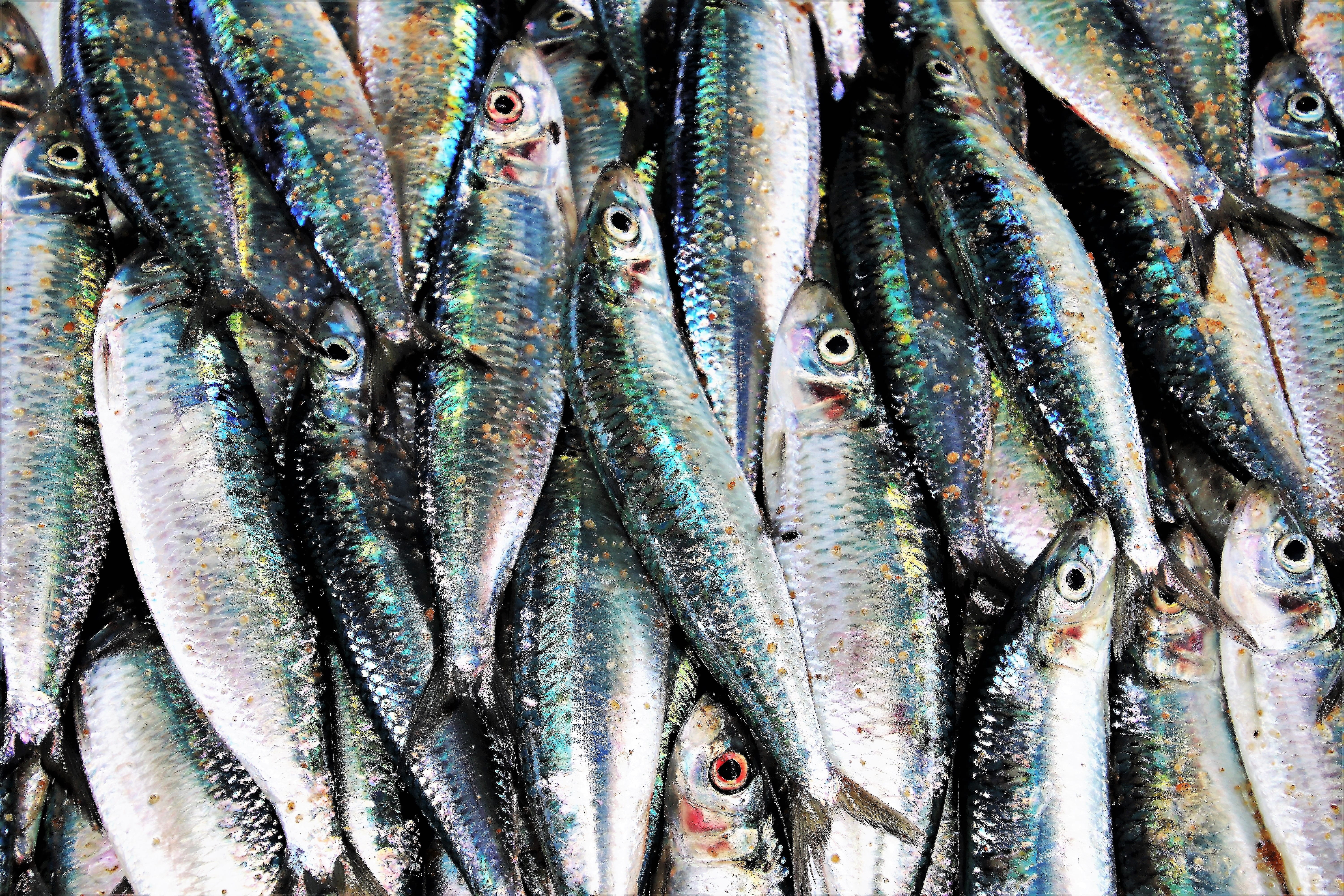 5K, food, outdoors, for sale, retail, full frame, vertebrate, dead, large group of objects, fish market, wellbeing, raw food, healthy, abundance, mackerel, HD Wallpaper