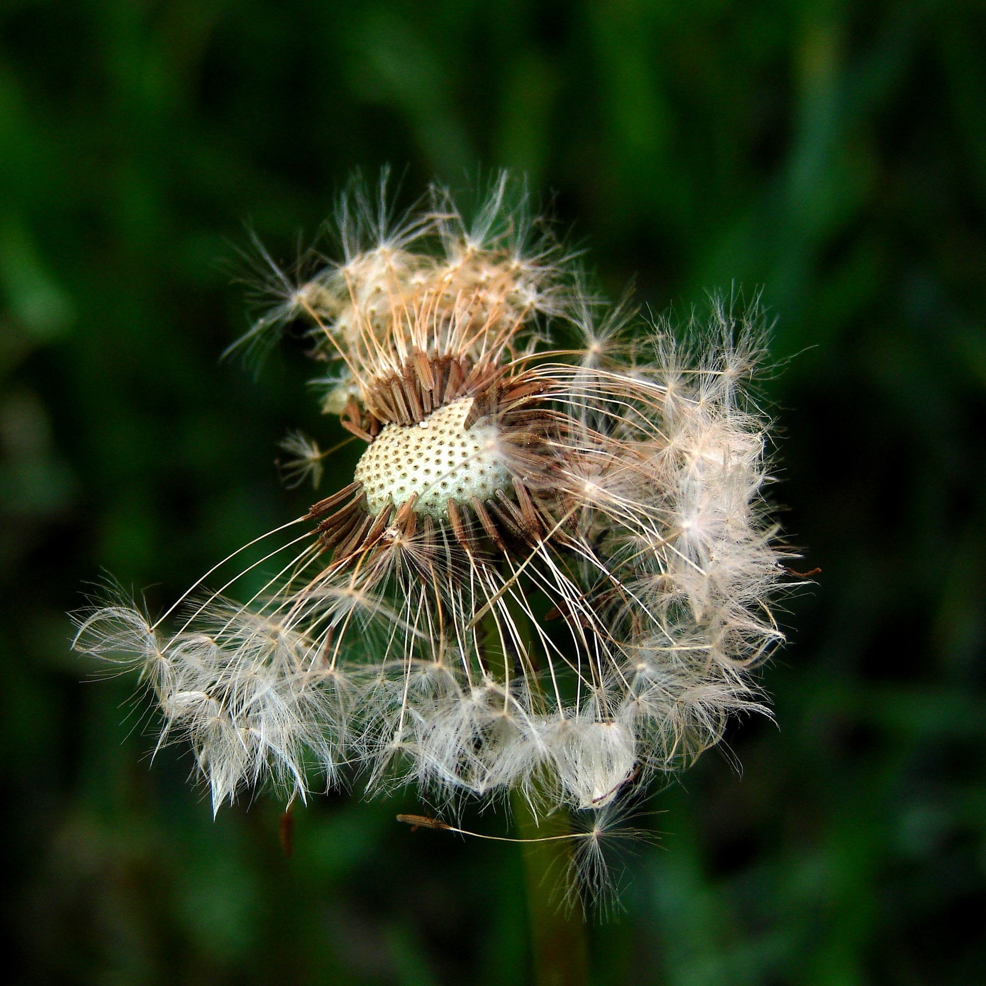 dandelion seed, outdoors, softness, growth, nature, dandelion, fragility, seeds, flora, beauty in nature, close-up, plant, focus on foreground, vulnerability, Phone HD Wallpaper