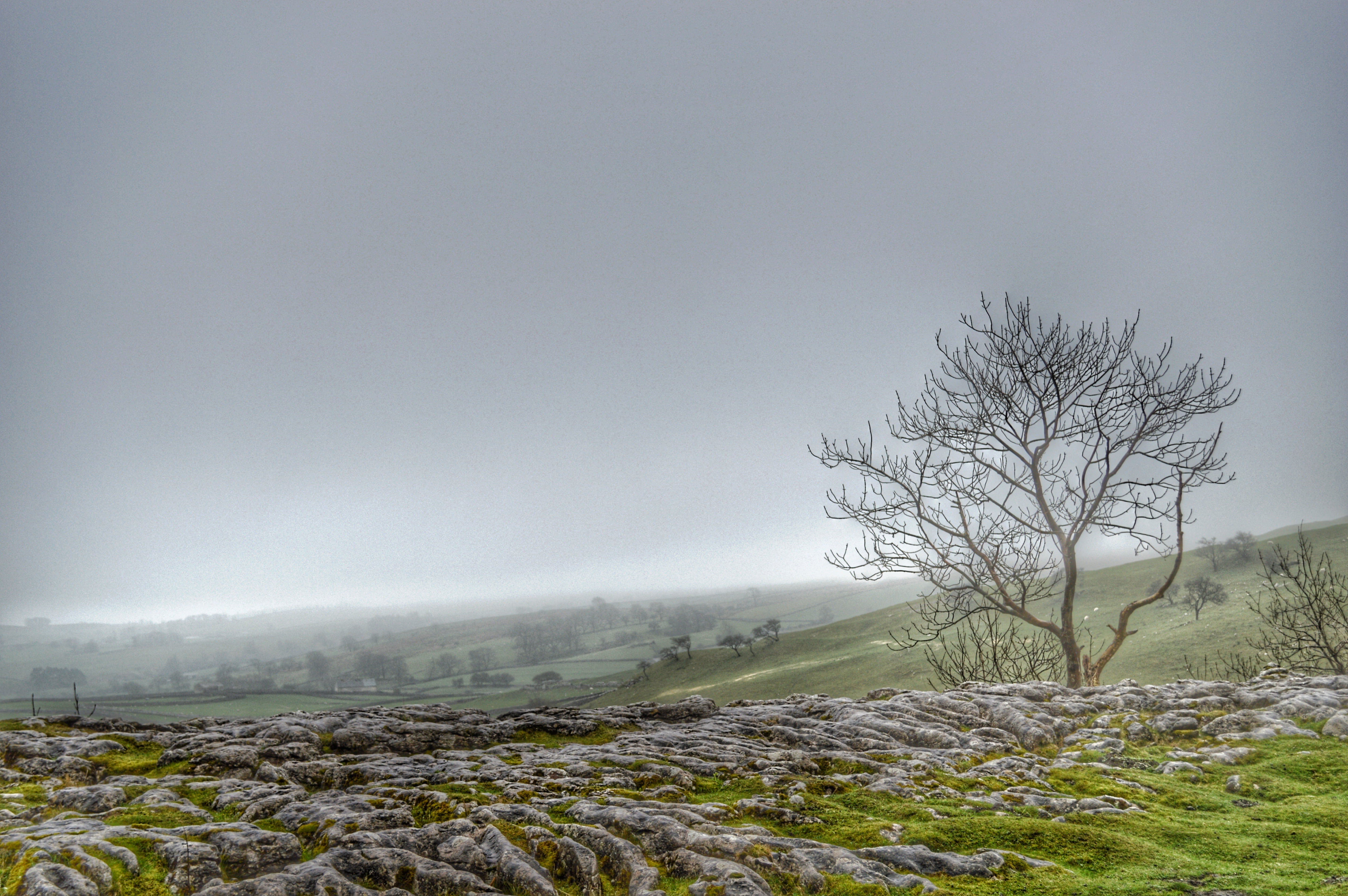 landscape, photo, grass, green grass, mountain, mist, Precarious, nature, tree, 4K, forest, existence, cloudy, green, fog, explored, sky, winter, HD Wallpaper