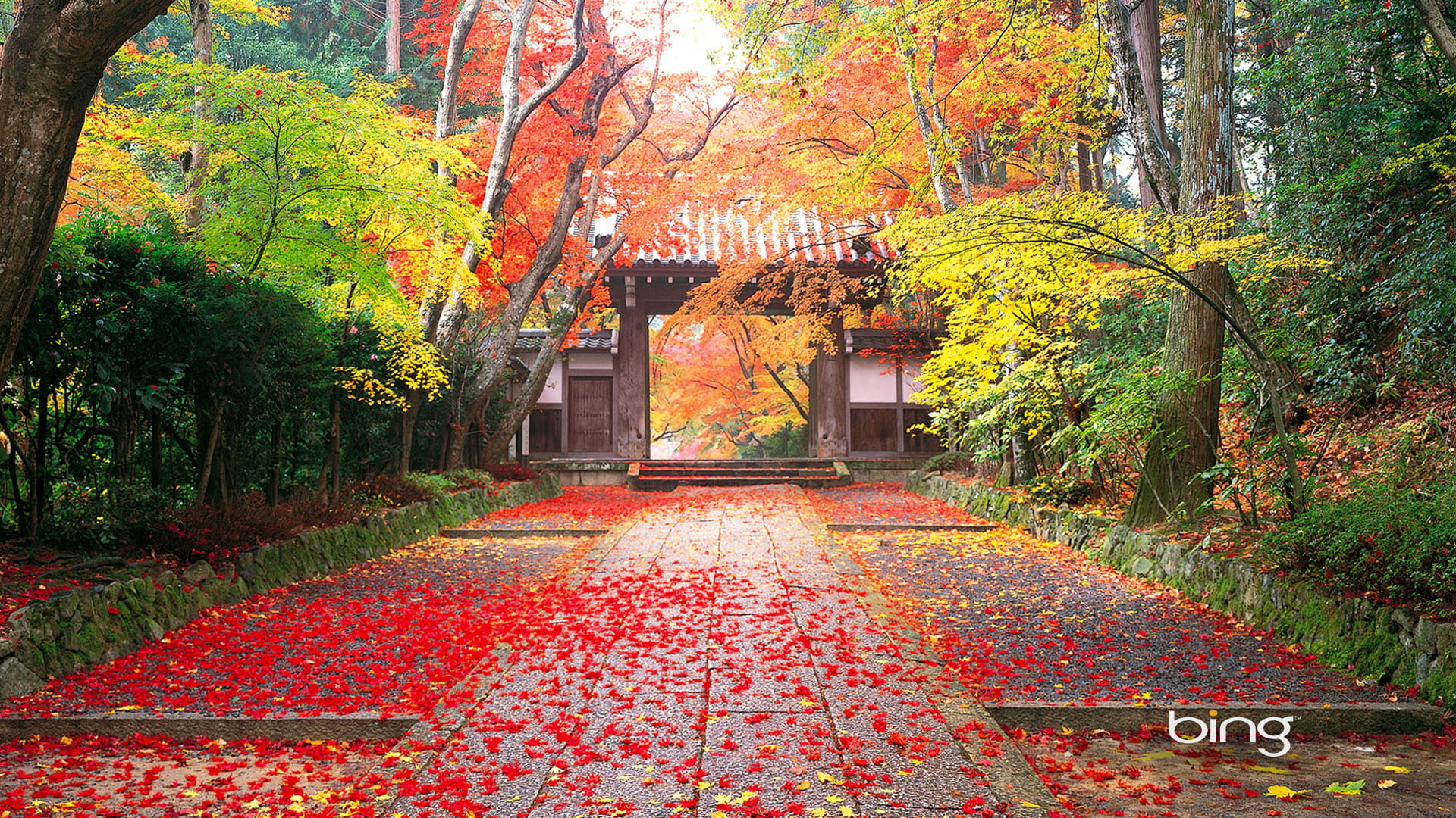 seasonal, park - man made space, plant, natural, brown, pattern, outdoors, nature, color, branch, forest, direction, leaf, alley, the way forward, change, HD Wallpaper