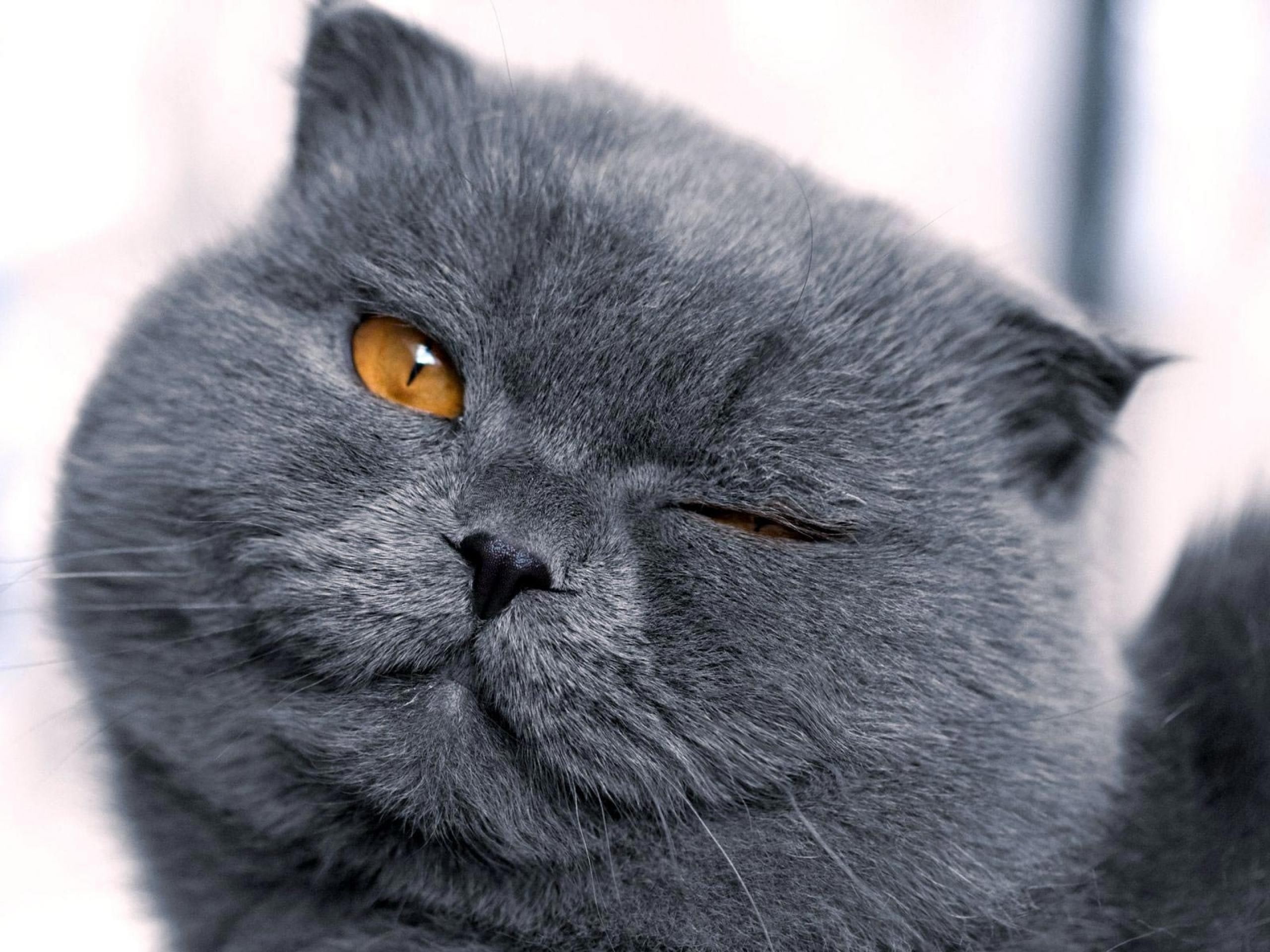 wink, pets, feline, funny, 2K, entertainment, hd, cats, animals, art, blink, HD Wallpaper