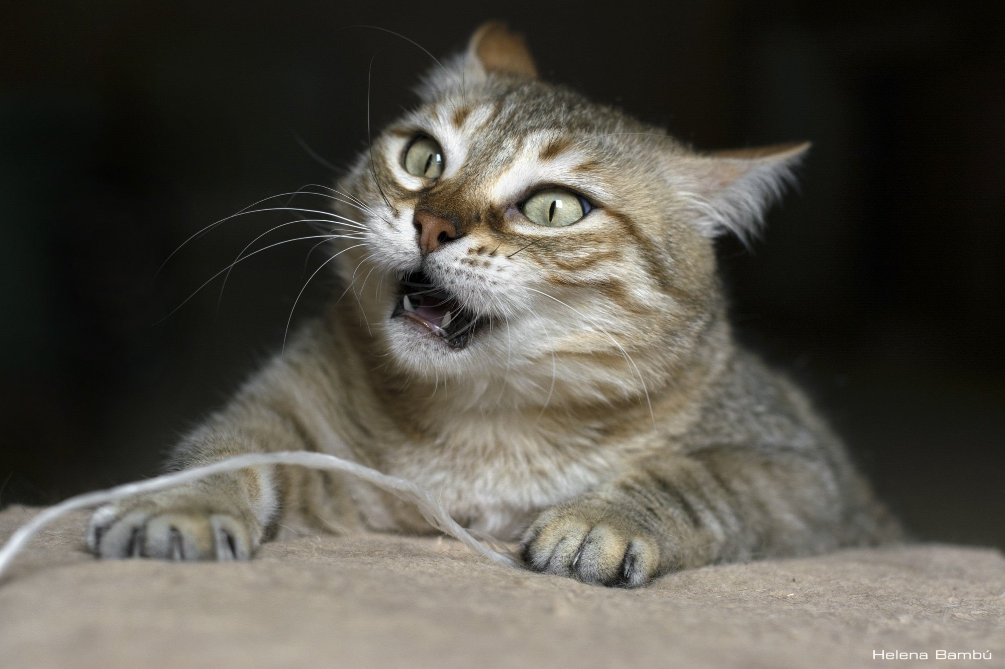 cat, fabe, funny, grumpy, 1080P, humor, HD Wallpaper
