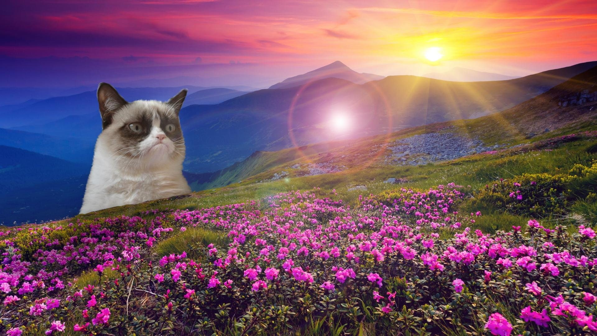 nature, sky, humor, funny, cloud - sky, sunbeam, domestic animals, one animal, animal themes, outdoors, grumpy, no people, flower, sunset, 20, 1080P, quote, HD Wallpaper