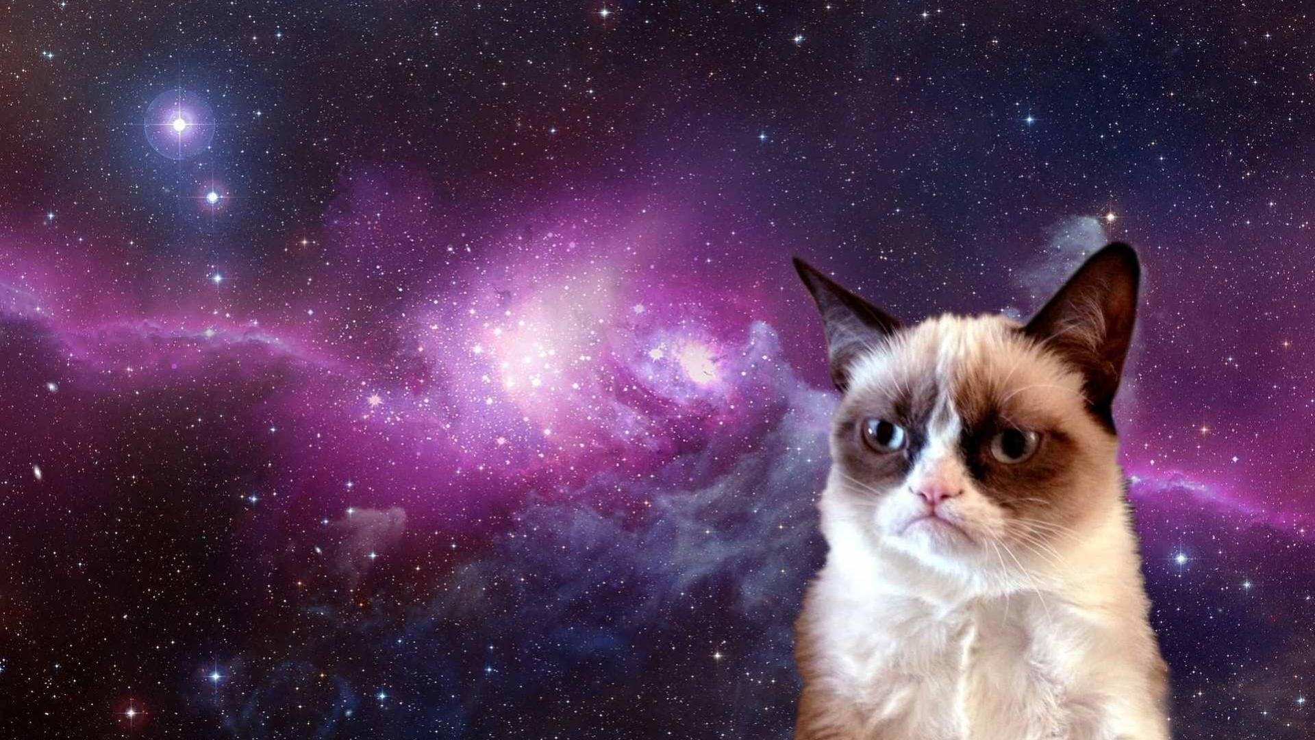 feline, galaxy, 81, whisker, mammal, night, animal eye, 1080P, space, humor, purple, sky, no people, meme, astronomy, domestic, looking, domestic animals, HD Wallpaper