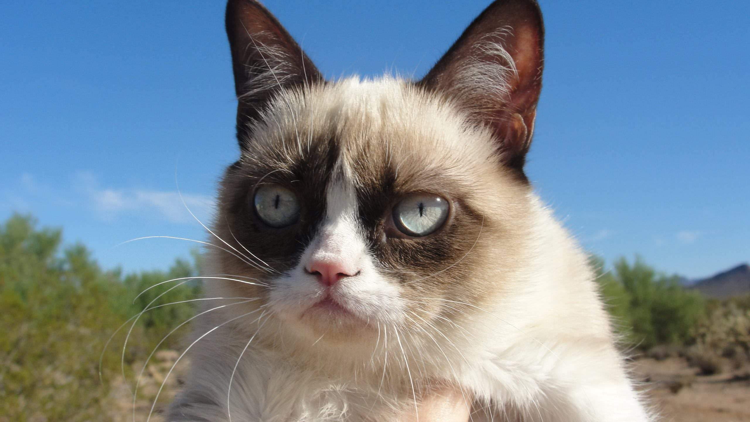 cat, 2K, grumpy, HD Wallpaper